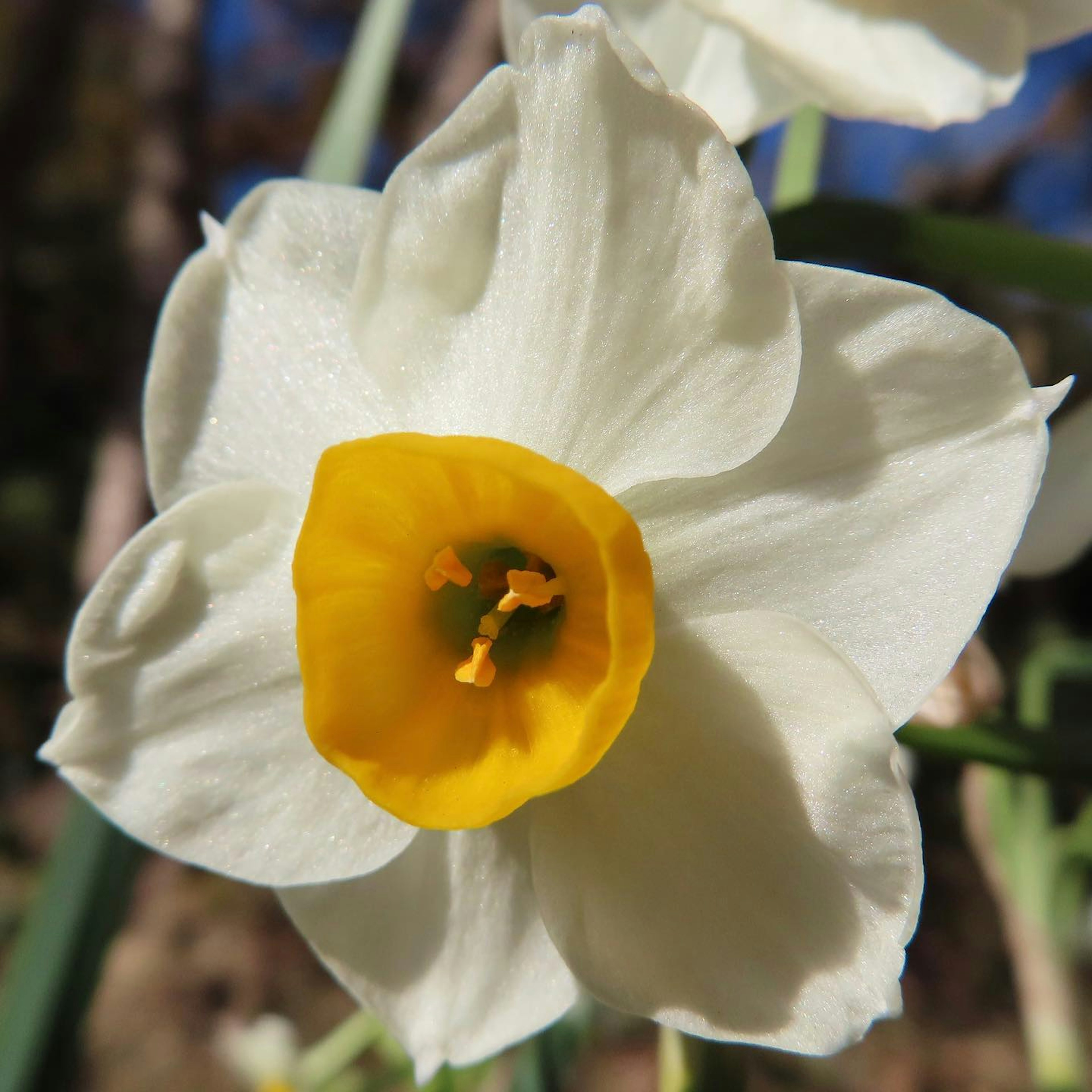 Fleur de narcisse avec des pétales blancs et un centre jaune