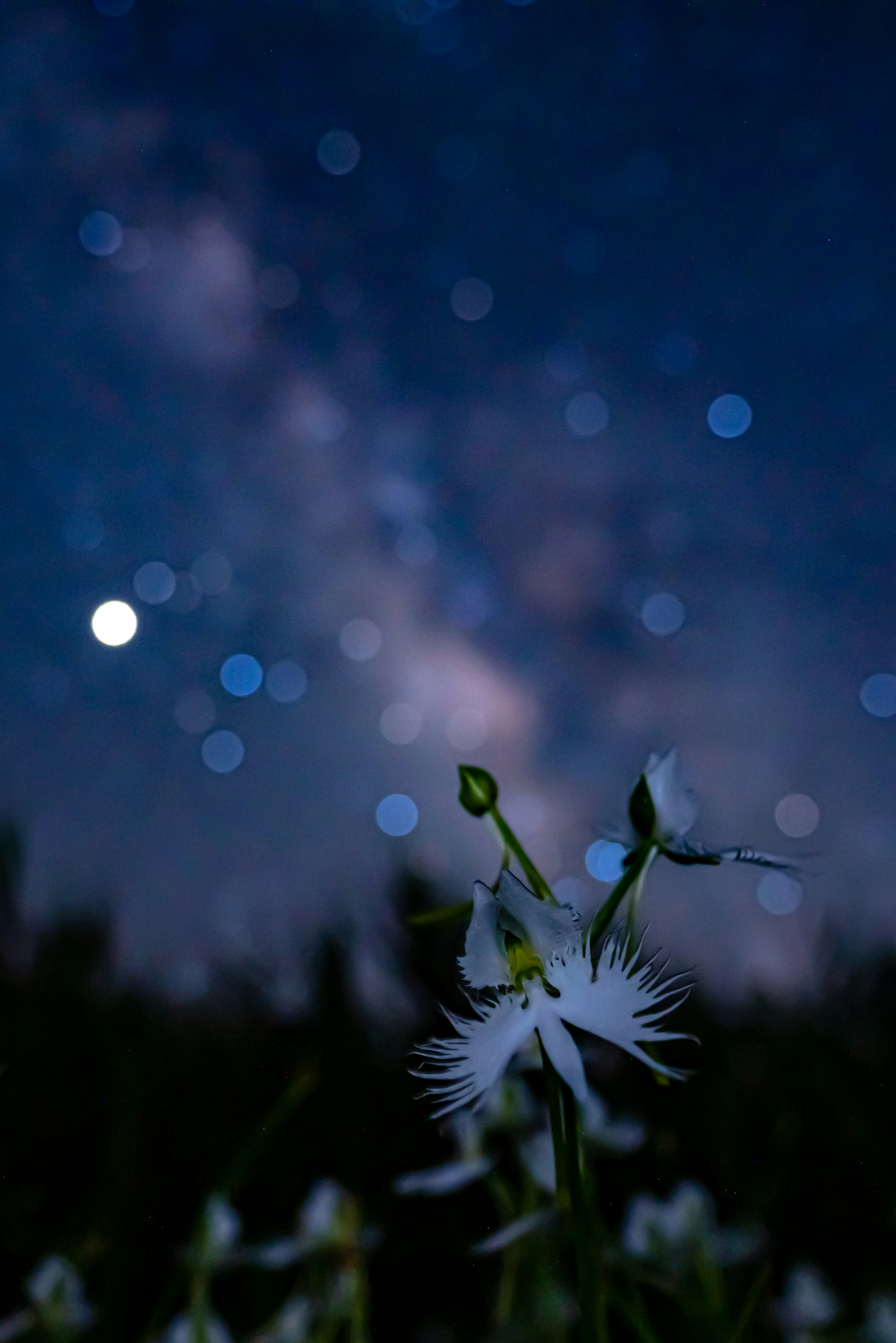 星空の下に咲く白い花と銀河の輝き