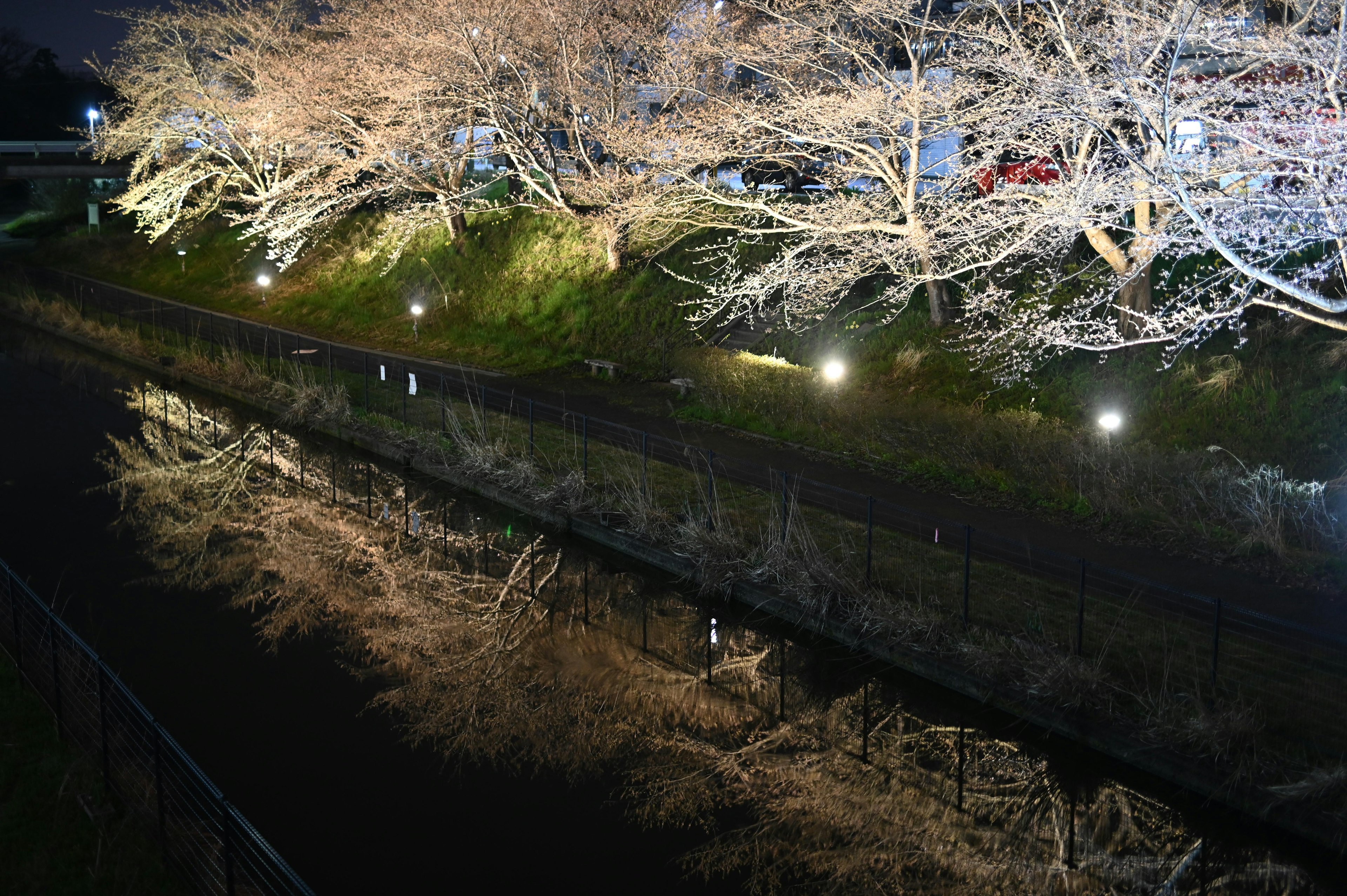 In der Nacht beleuchtete Kirschbäume, die sich in einem ruhigen Fluss spiegeln