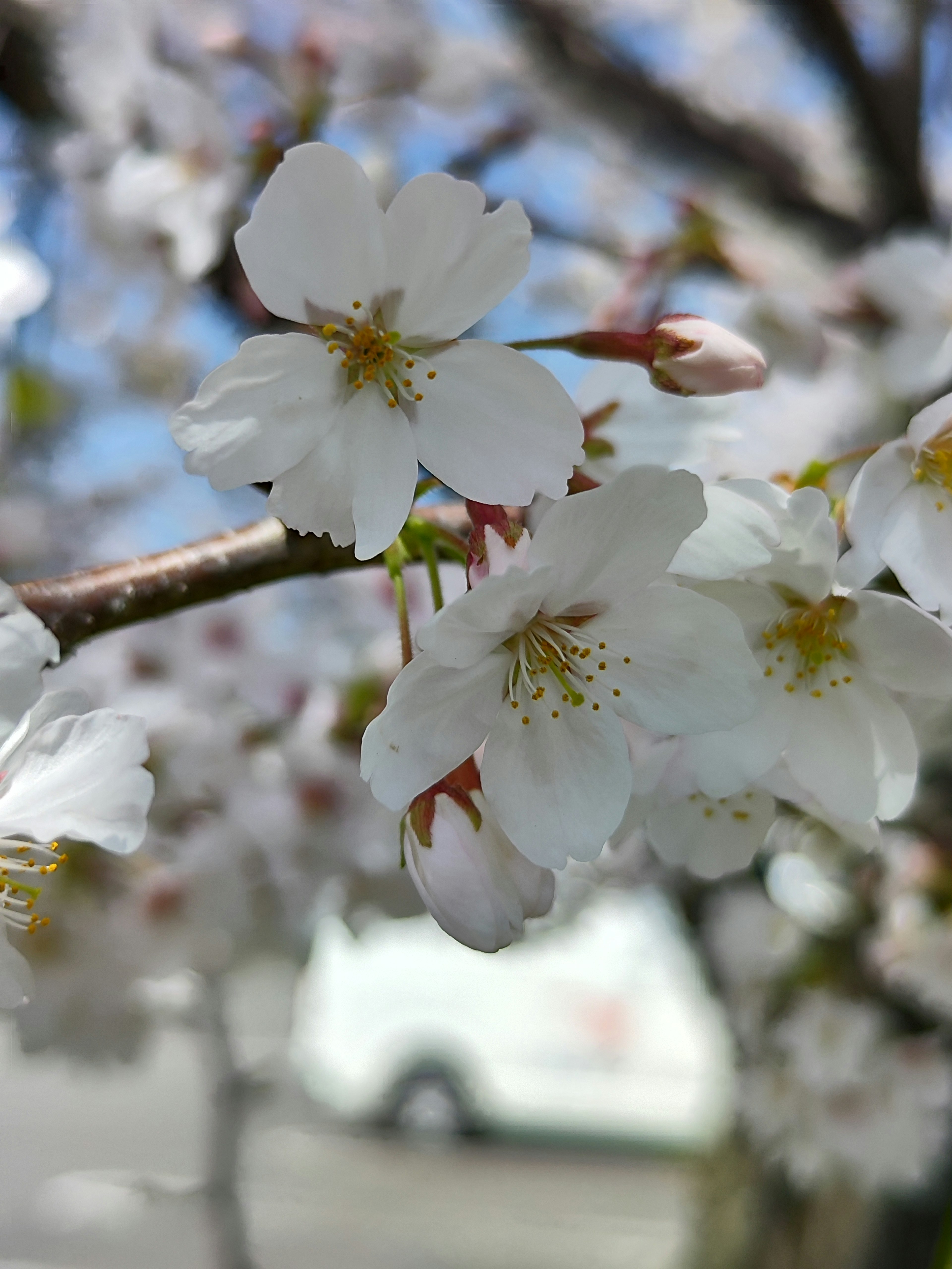 Close-up bunga sakura di cabang