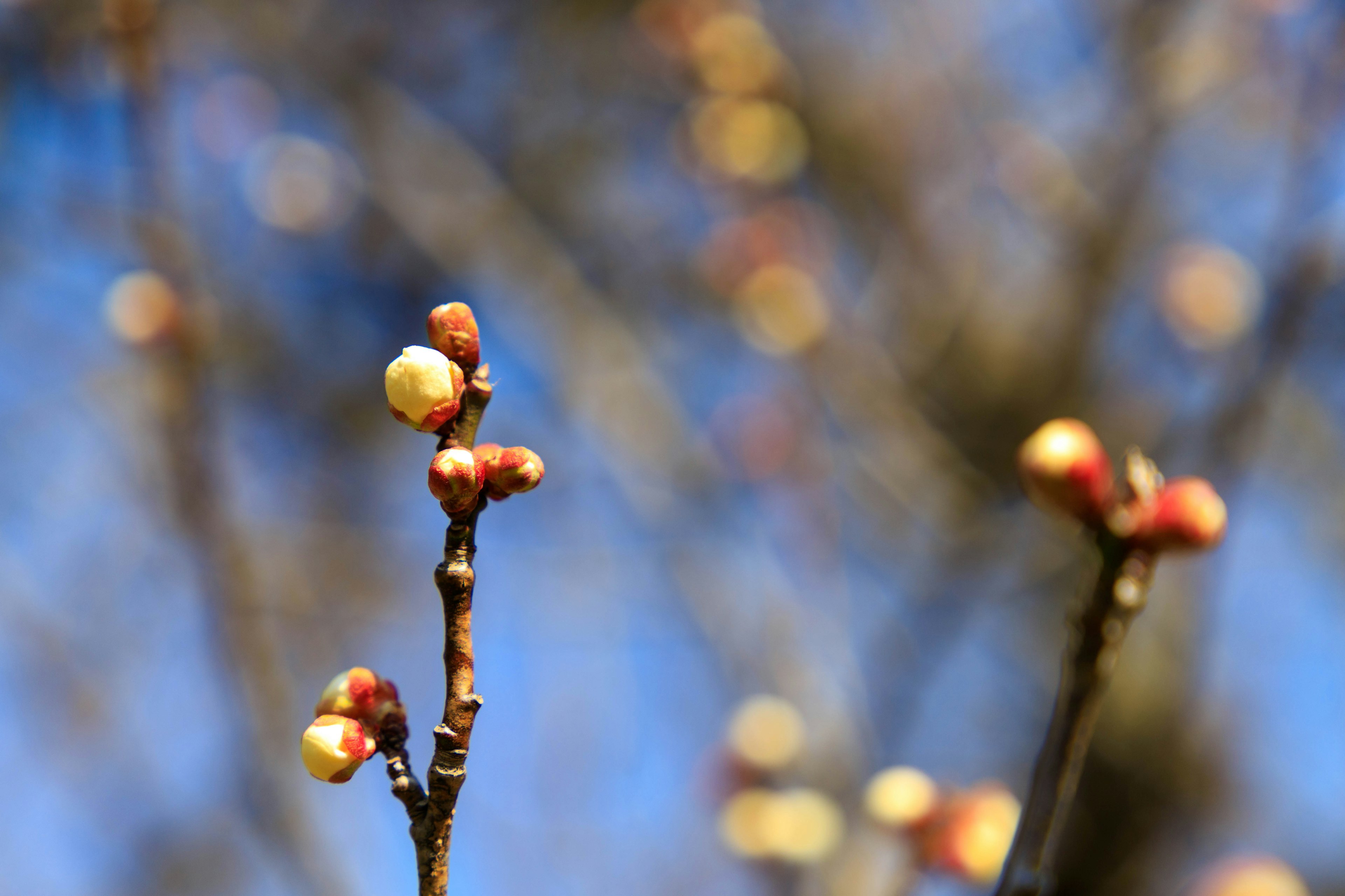 Gros plan de bourgeons sur fond de ciel bleu