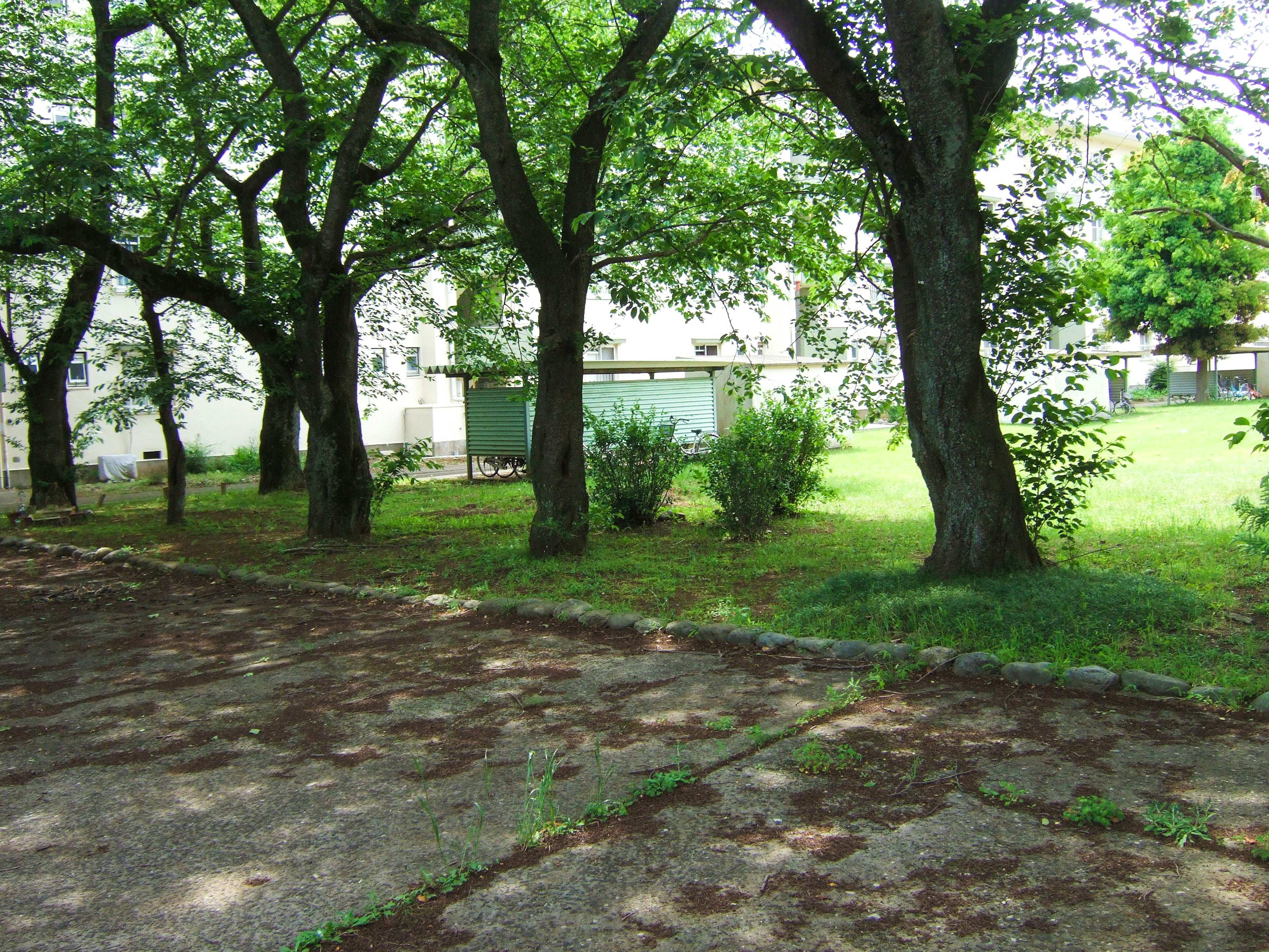 Scena serena di un parco con alberi verdi lussureggianti e un'area erbosa