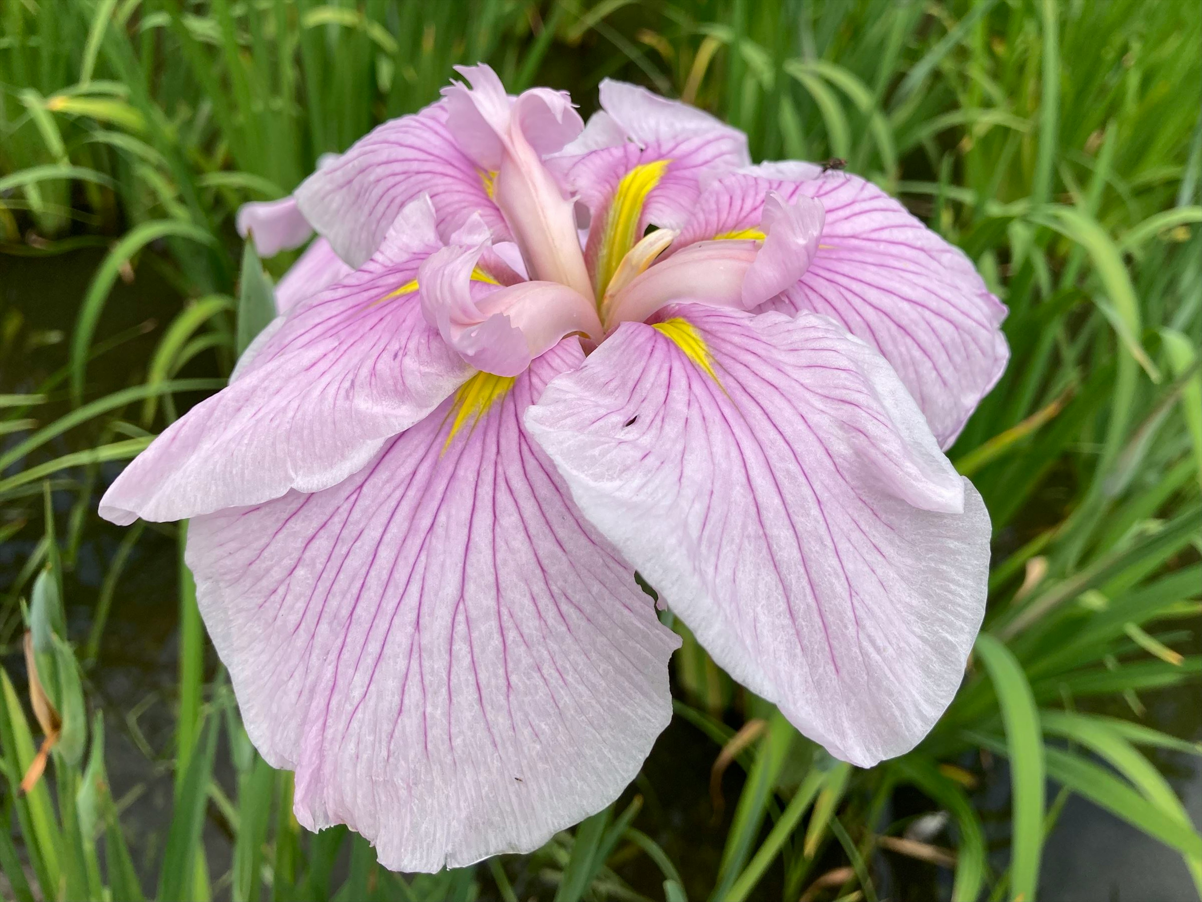 Schöne Blume mit helllila Blütenblättern und gelben Staubblättern