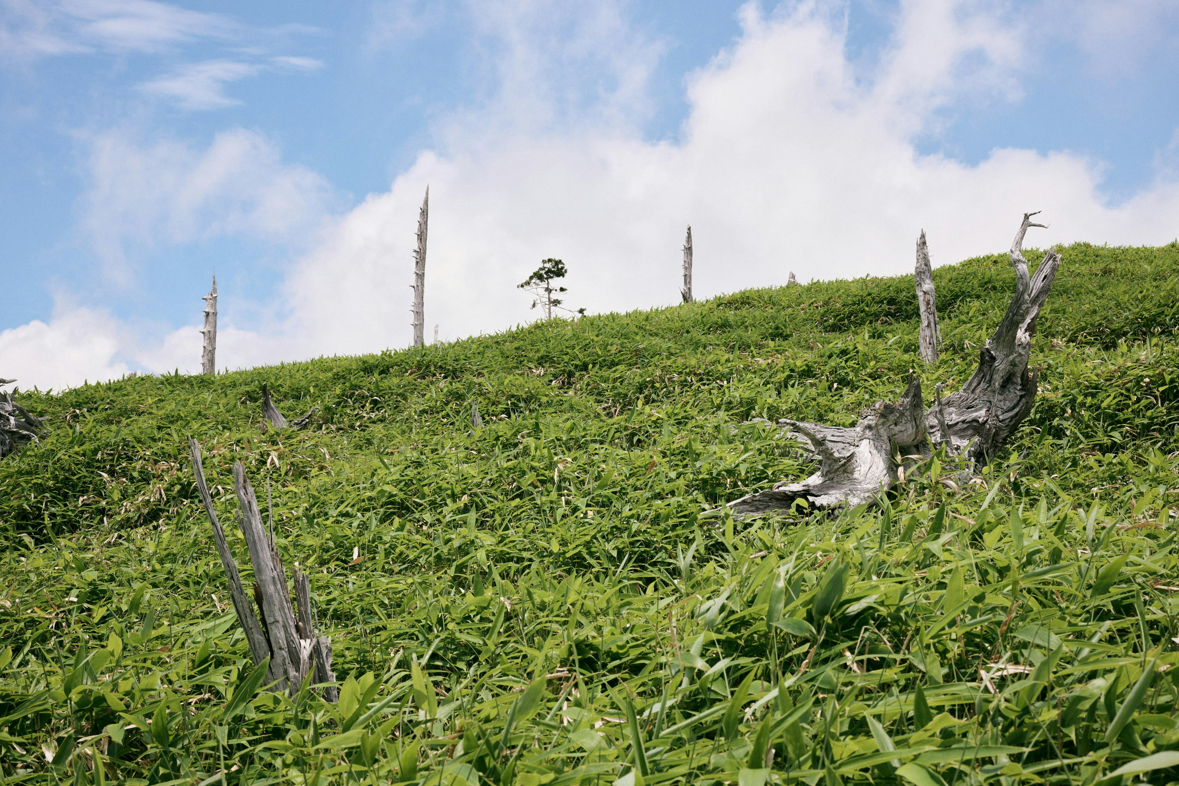 緑の草が広がる丘の風景と枯れ木の残骸