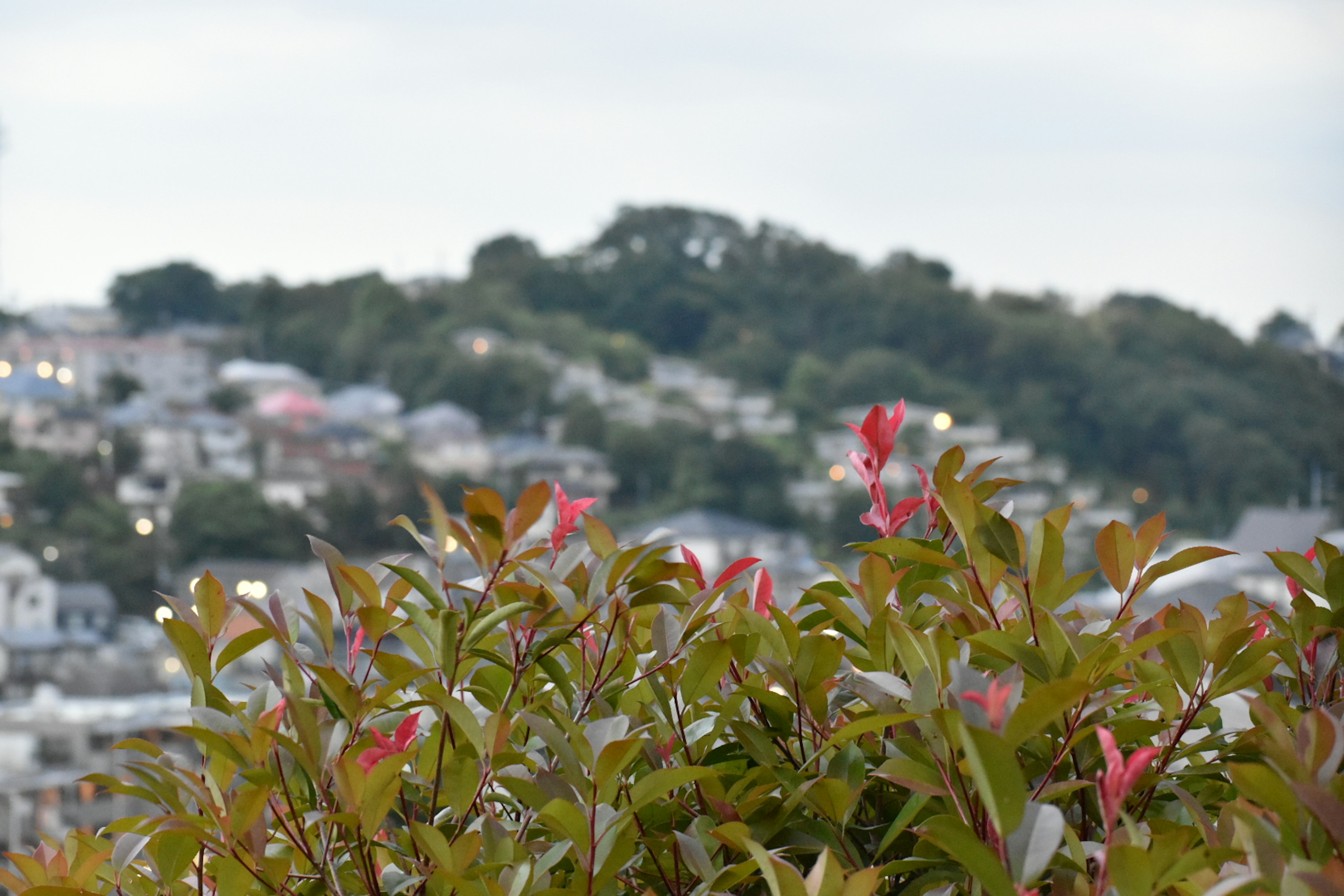 風景の中に色とりどりの葉と花がある植物が前景にあり、背景には丘と住宅が見える