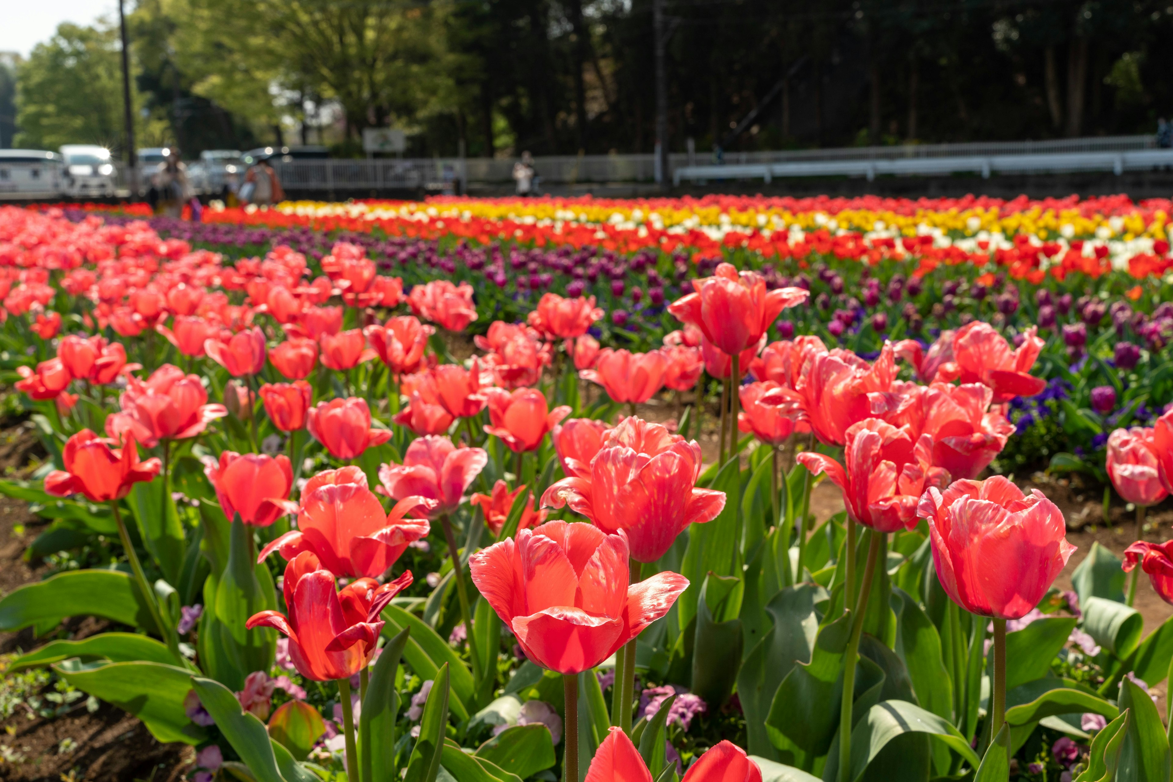 ทุ่งทิวลิปที่มีสีสันสดใสพร้อมดอกไม้สีชมพูและสีส้ม