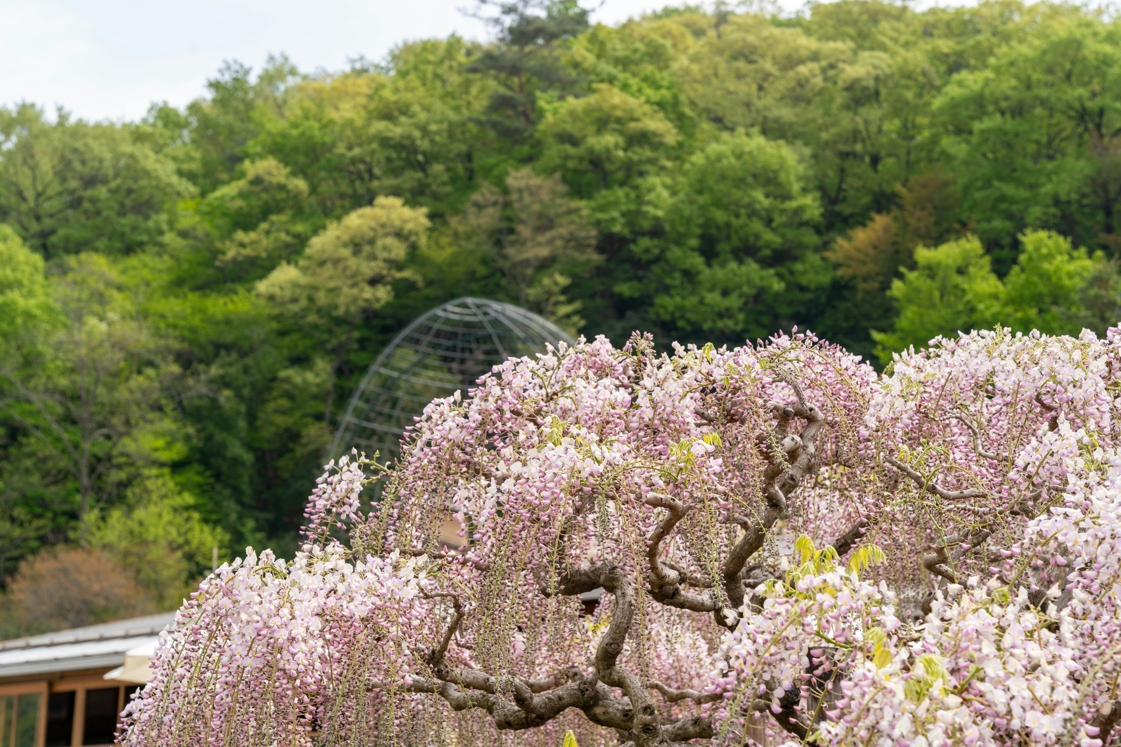 Árbol de cerezo en flor con fondo de bosque verde