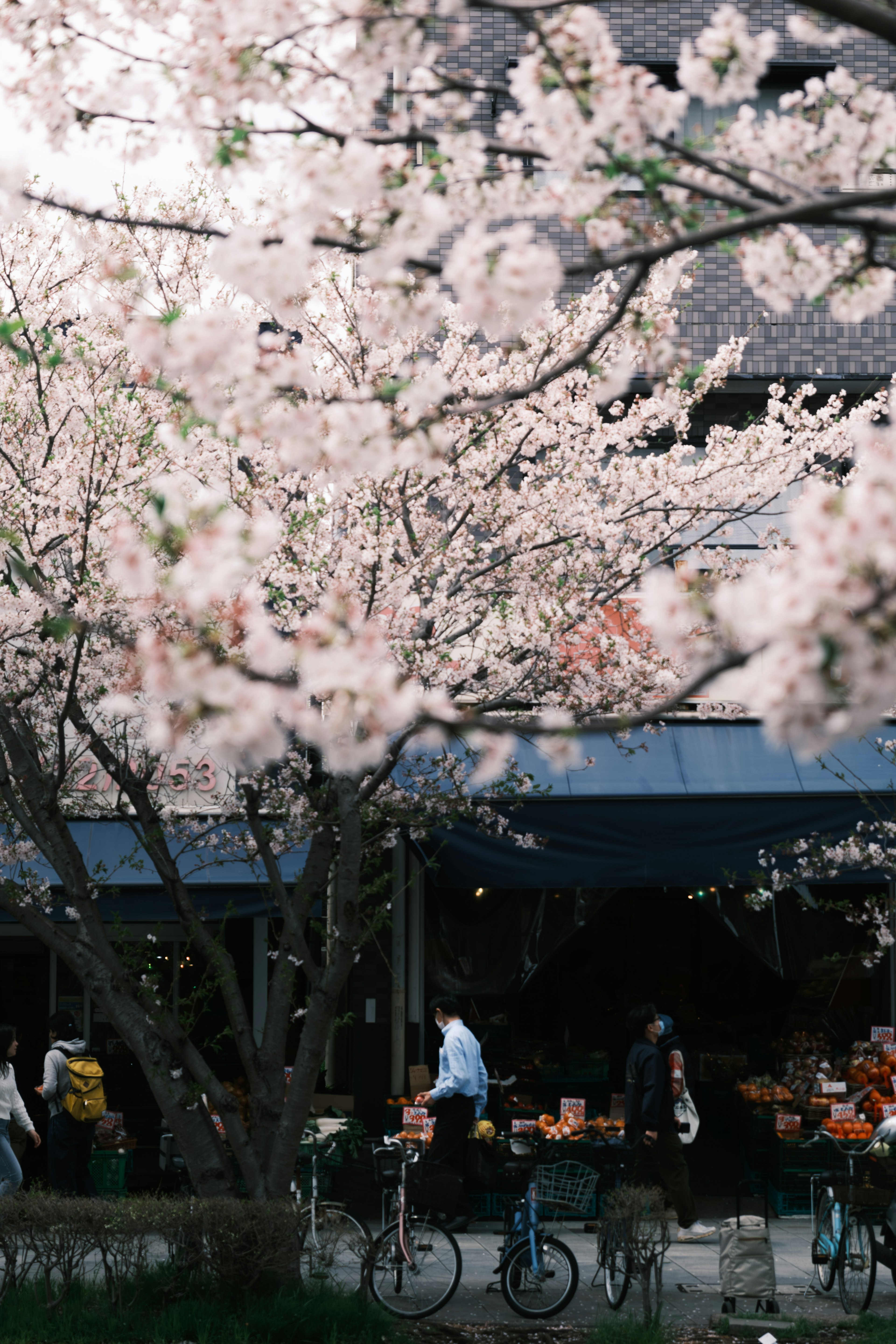 Fleurs de cerisier en pleine floraison près d'un café avec des vélos