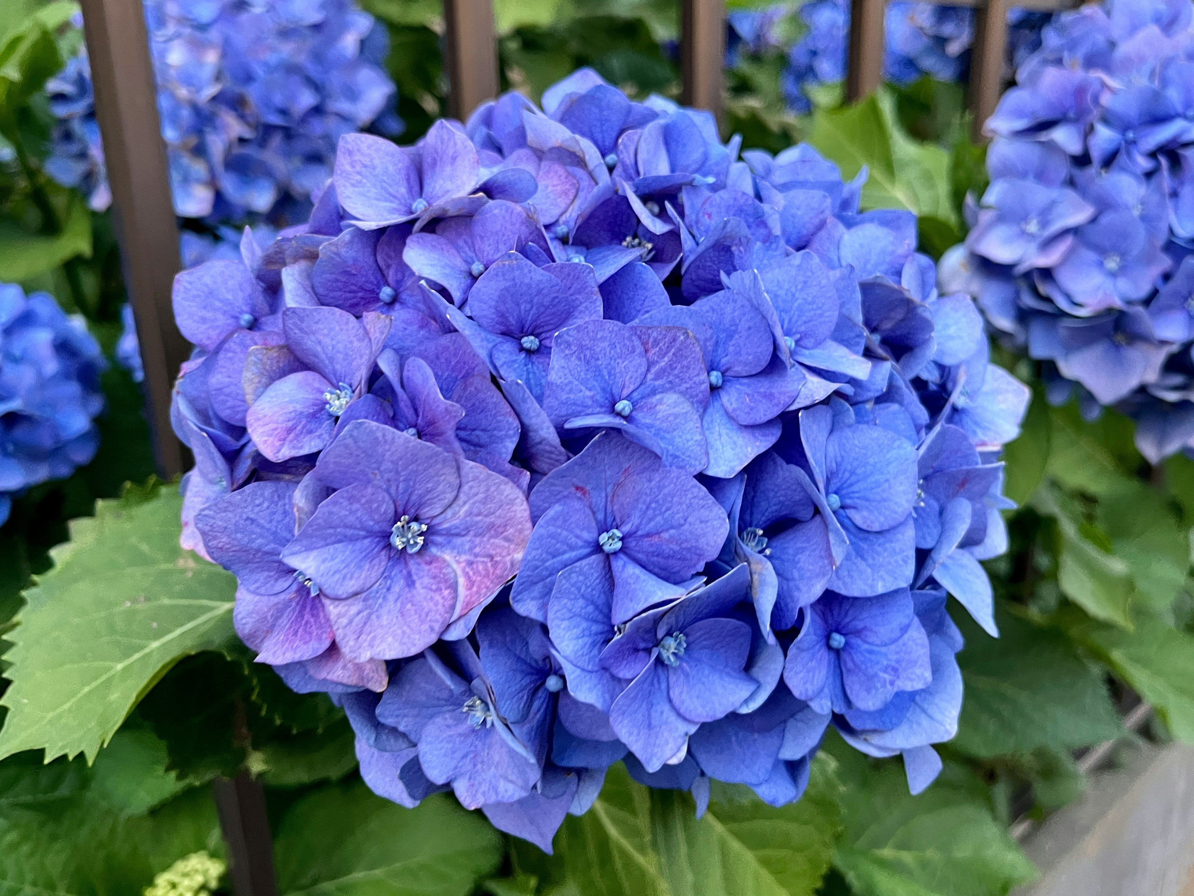 Schöne blaue Hortensienblüten blühen