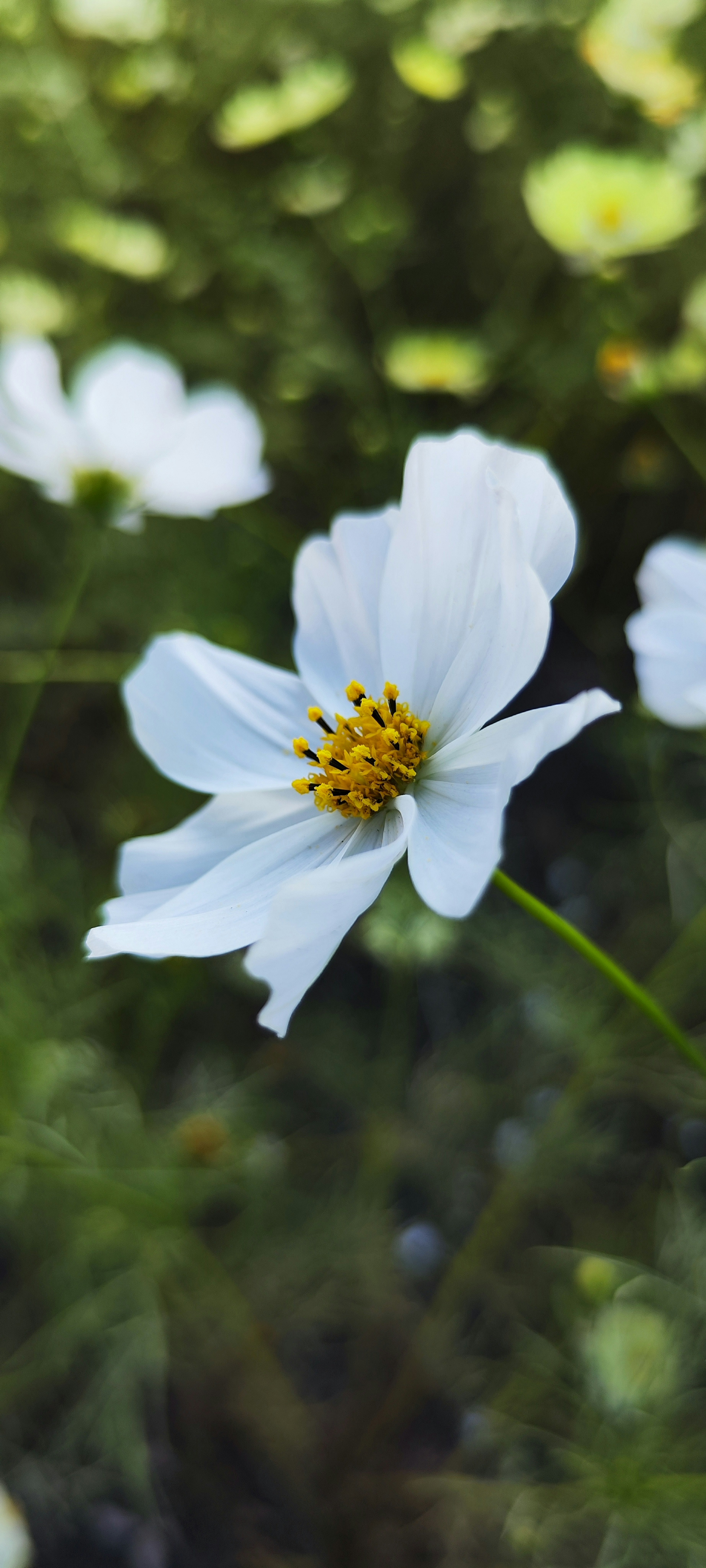 Gros plan d'une fleur blanche avec des étamines jaunes sur fond vert