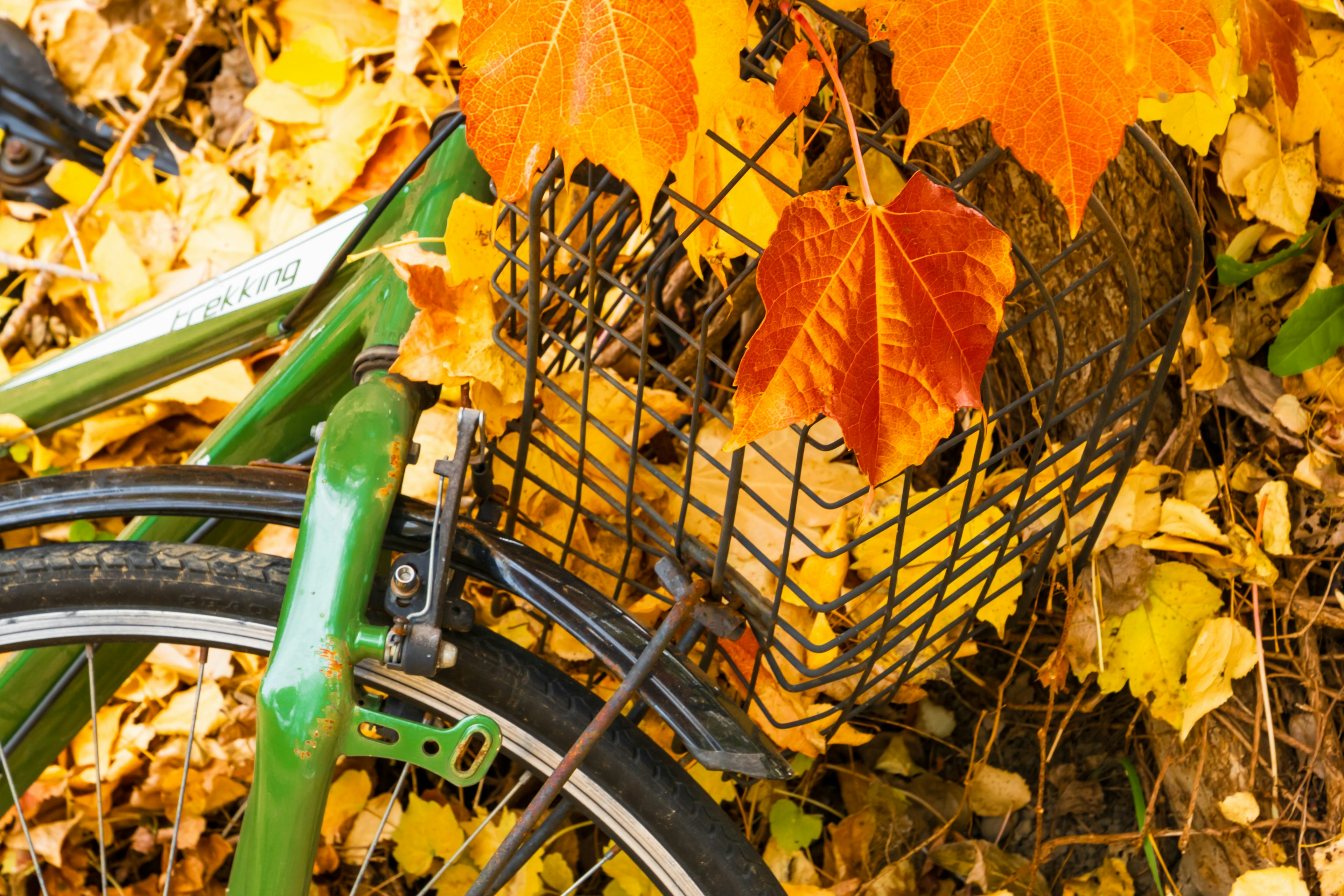 Bicicletta verde con un cestino pieno di foglie arancioni in un ambiente autunnale