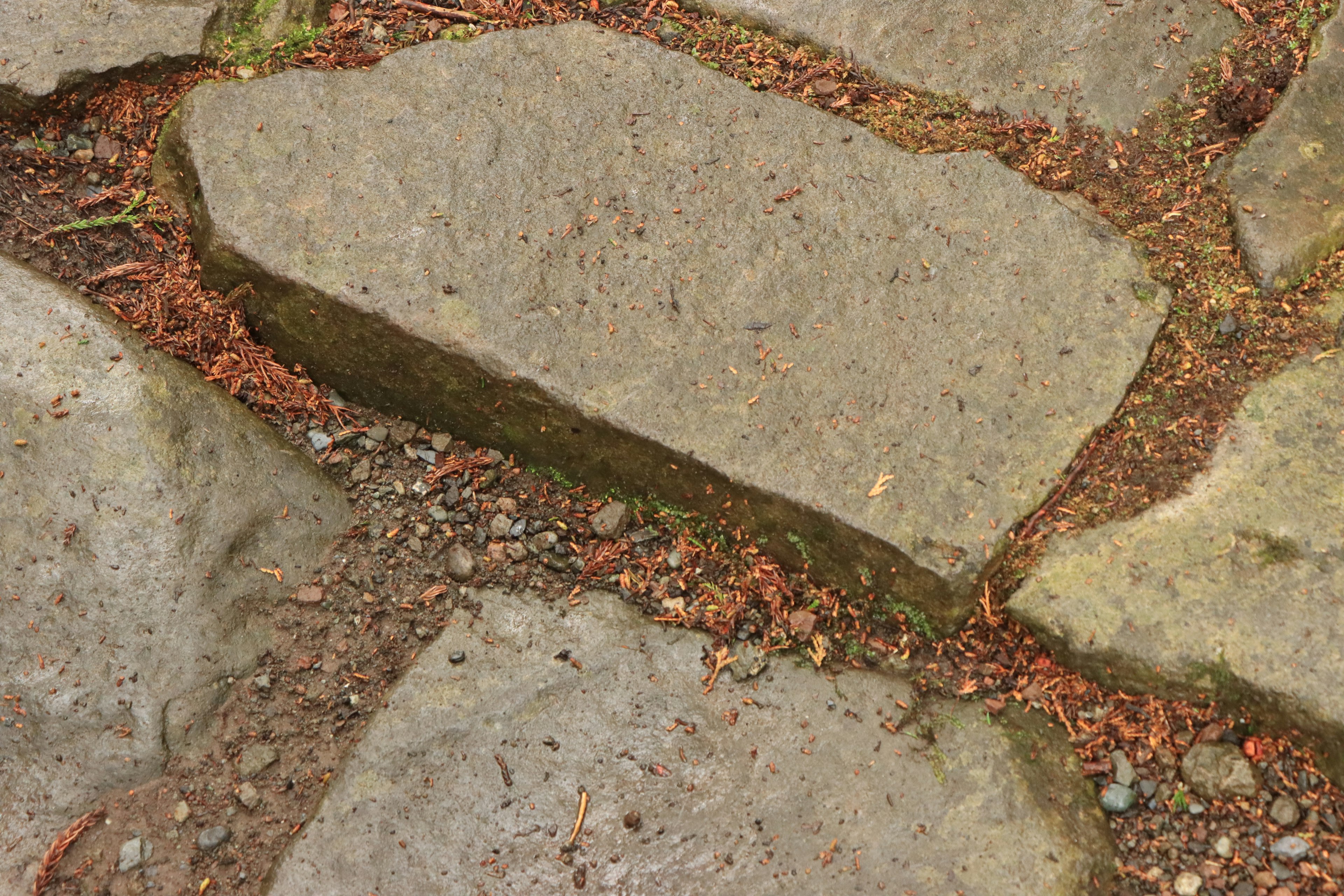 Primer plano de un camino de piedras con pequeñas piedras y hojas en las grietas