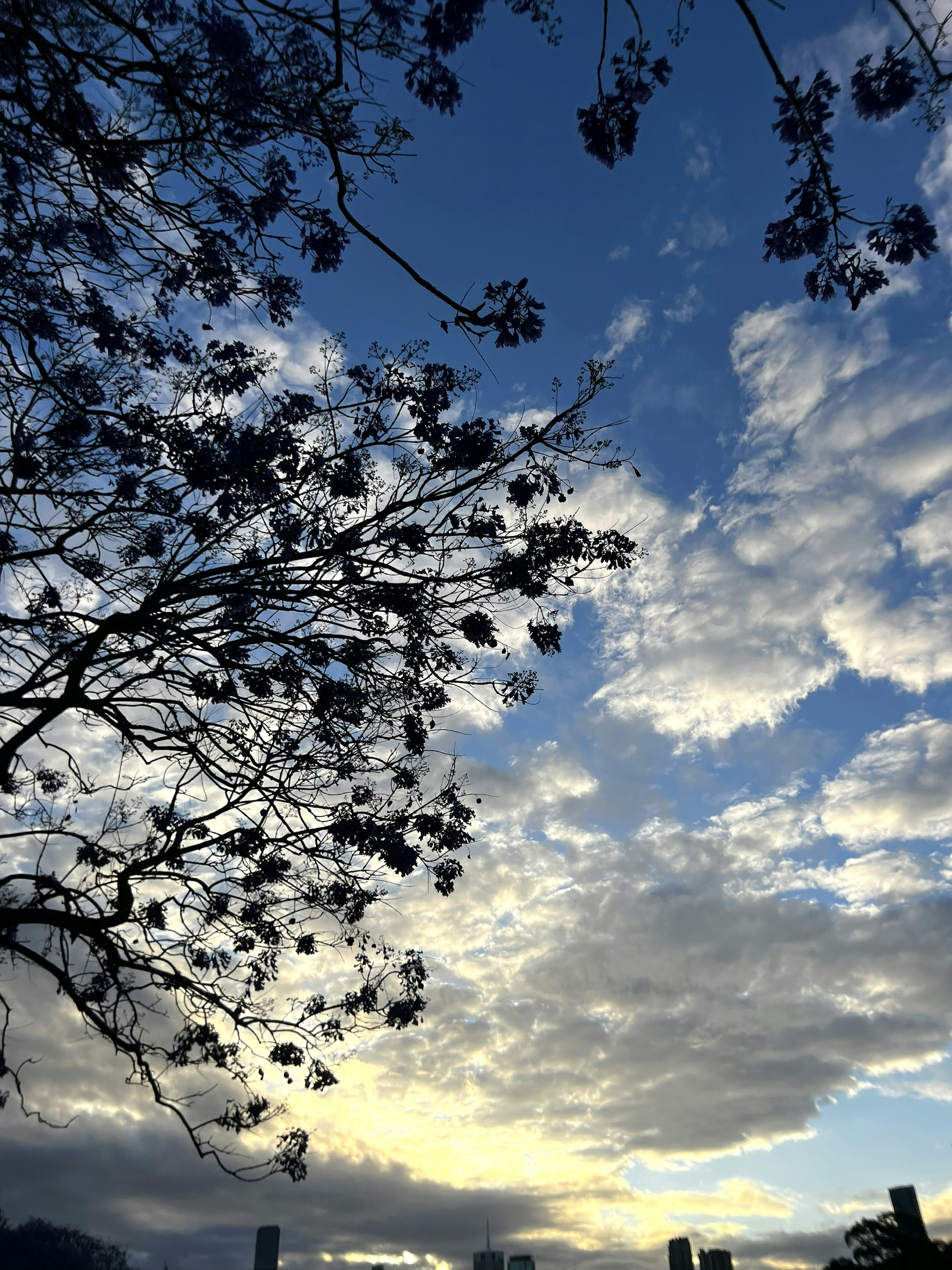 樹木的輪廓映襯在藍天和雲朵的背景下