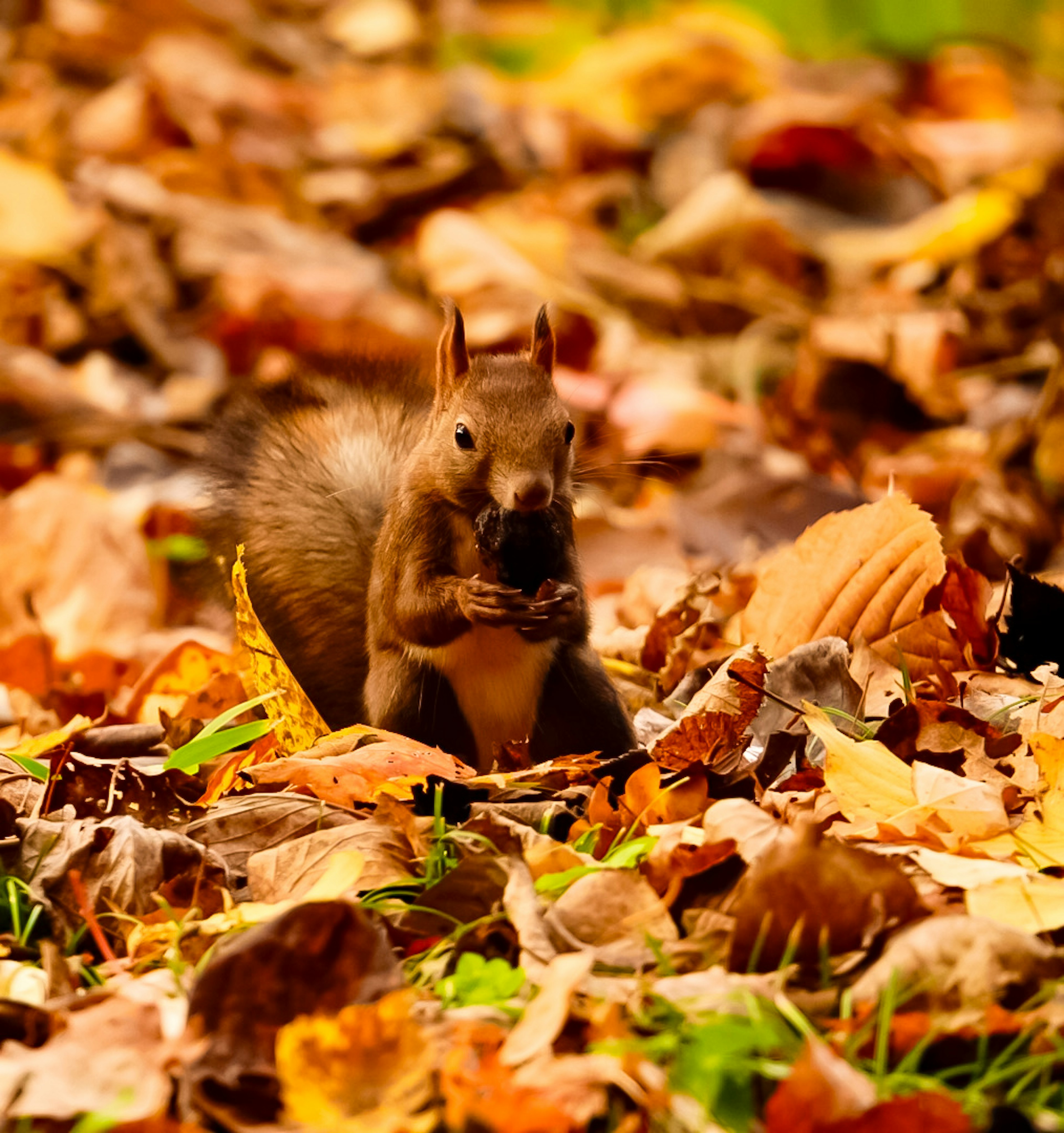 A squirrel eating a nut amidst colorful autumn leaves