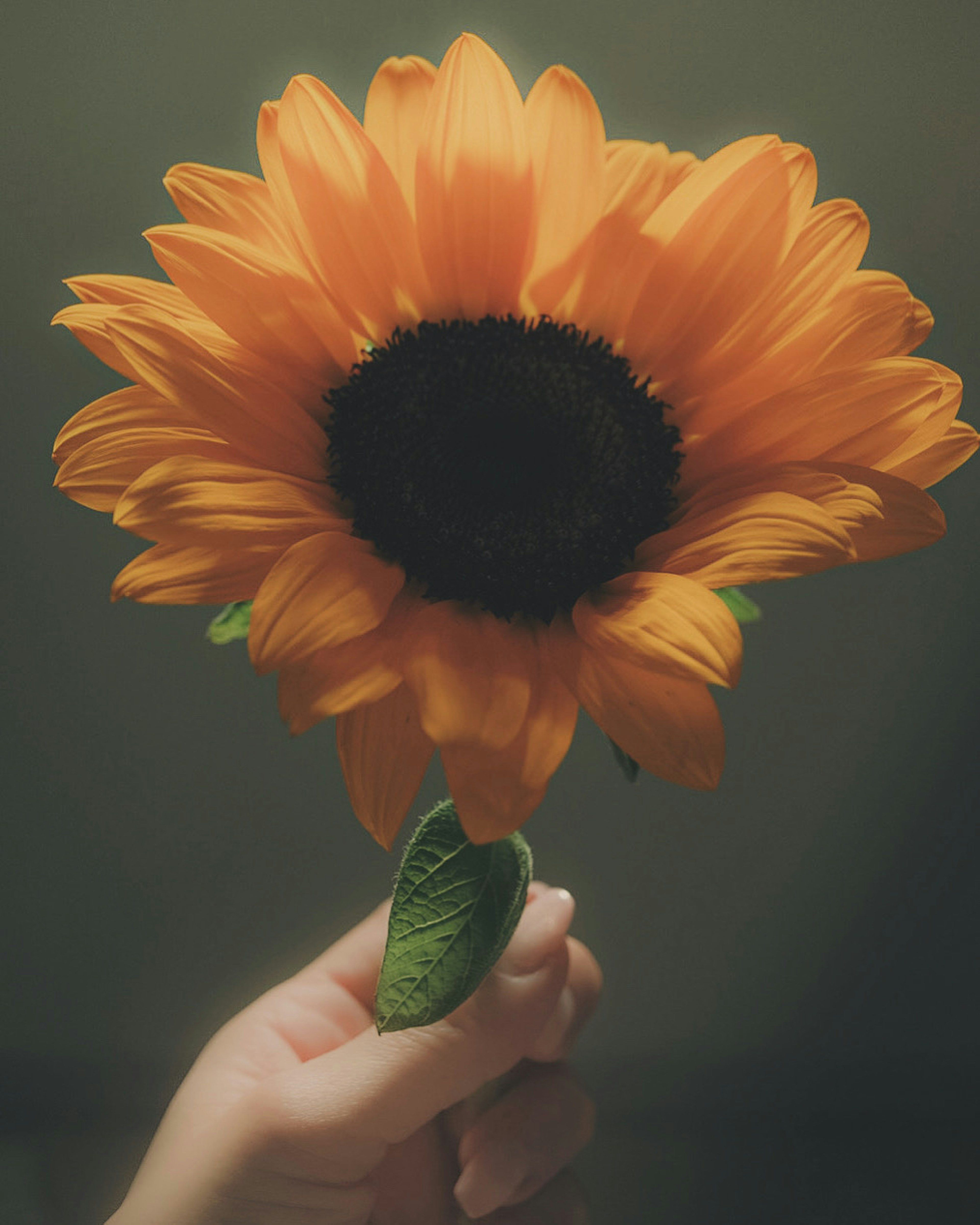 A large sunflower held in a hand with green leaves