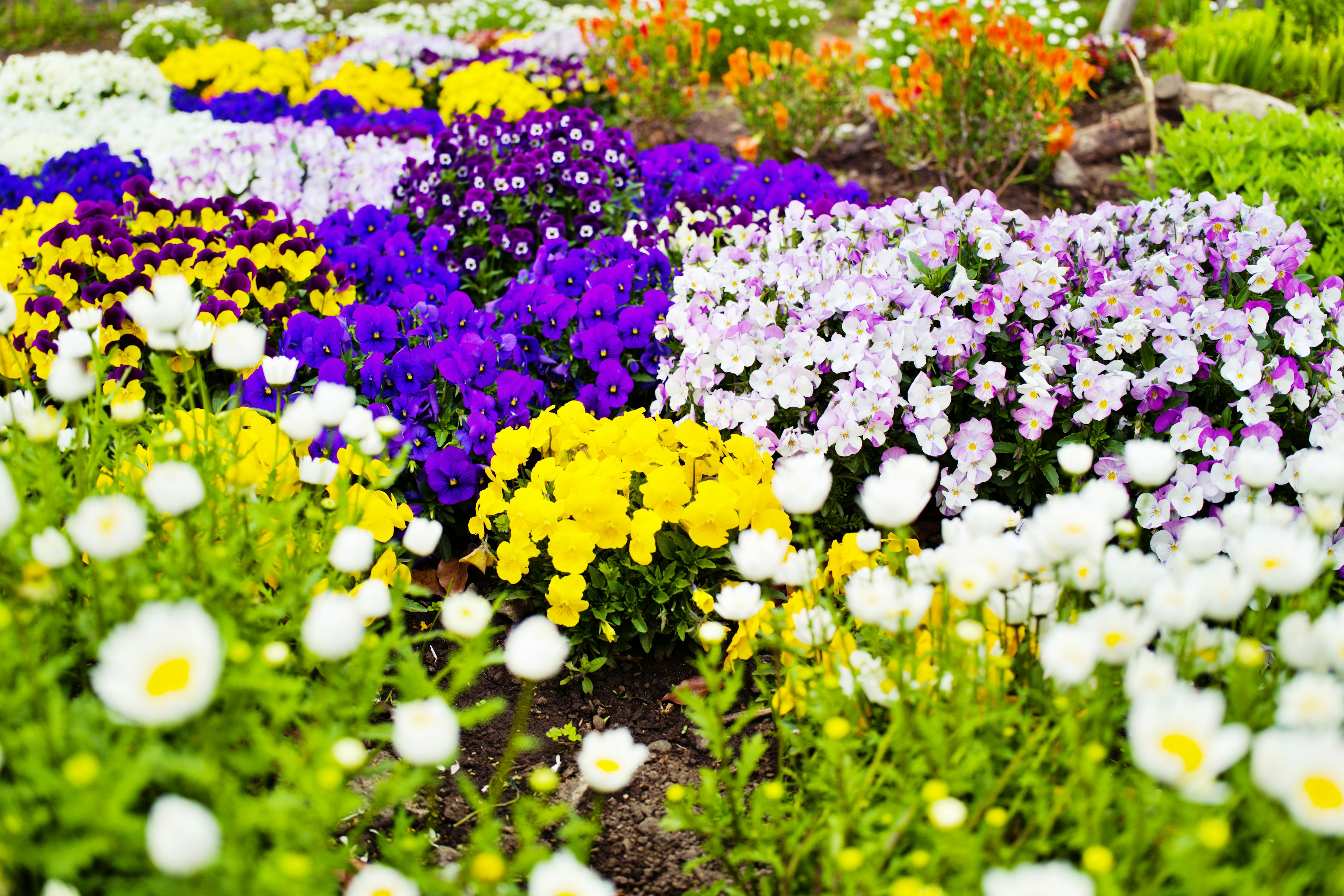 Jardín de flores vibrante con flores moradas, amarillas, blancas y naranjas