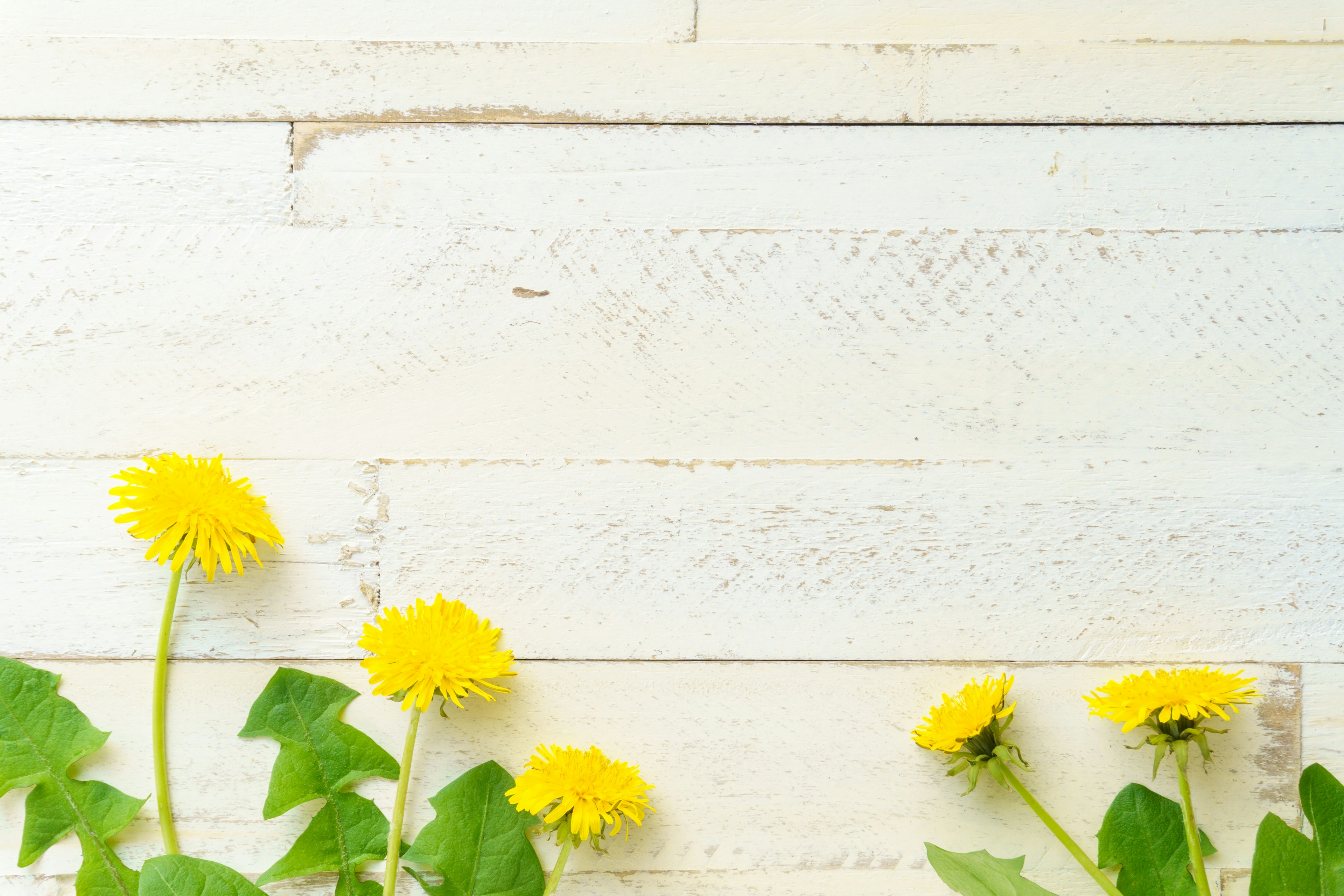 Flores de diente de león amarillas floreciendo a lo largo de una pared de madera blanca