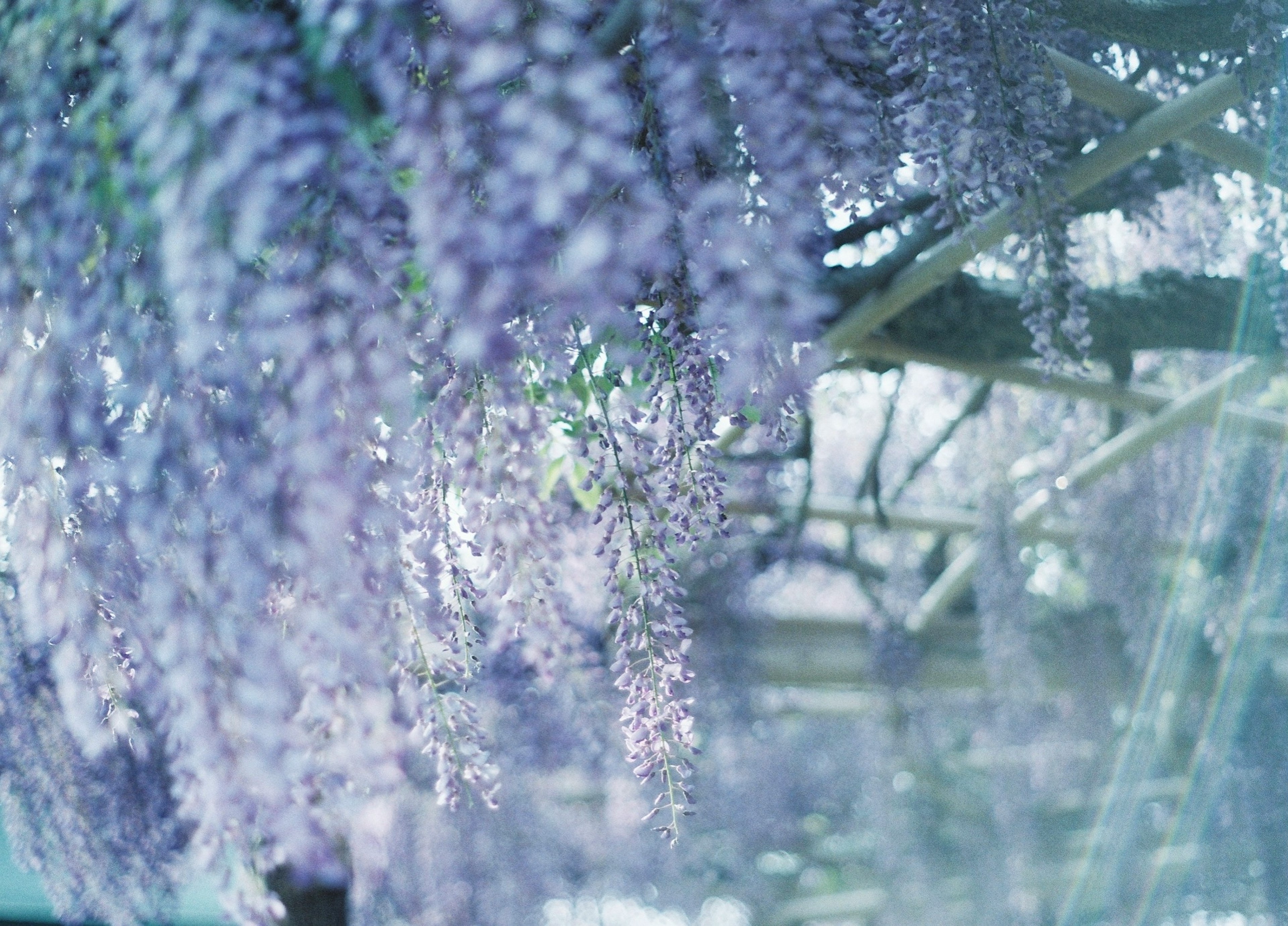 紫色の藤の花が垂れ下がる美しい風景