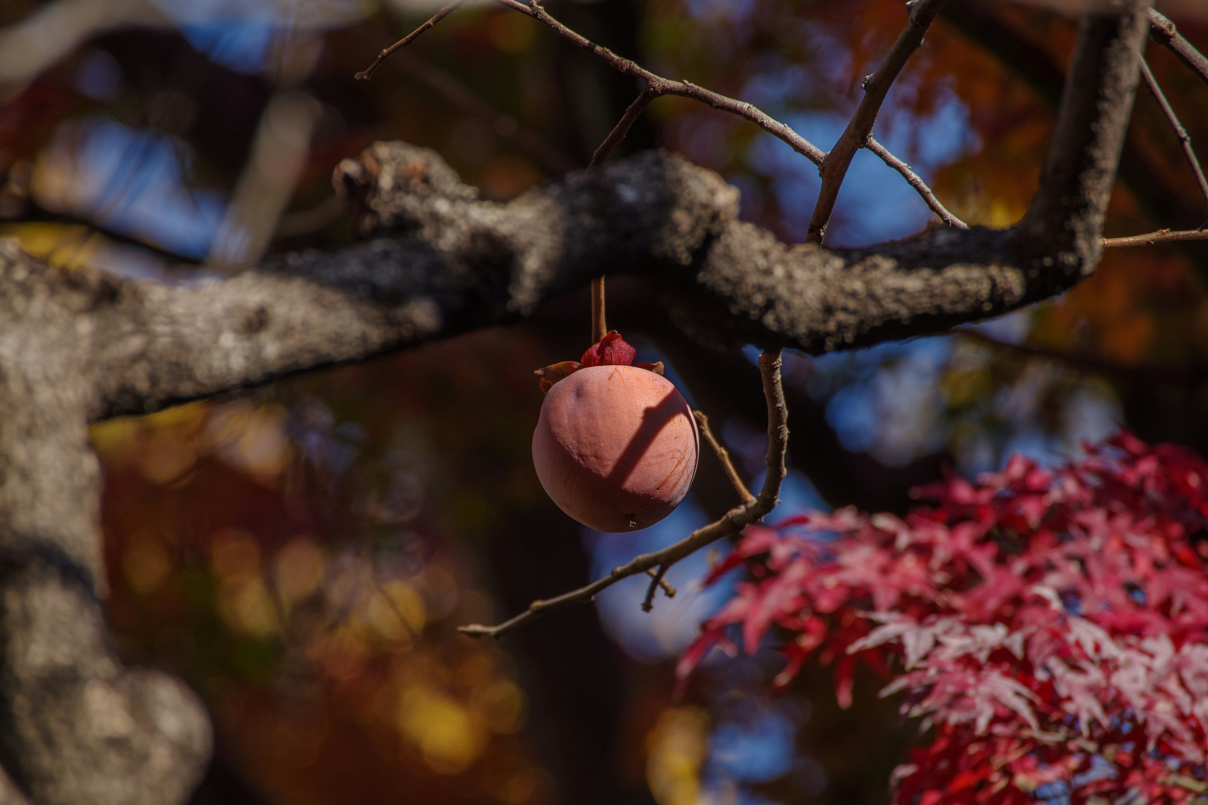 Fruta rosa colgando de una rama de árbol con hojas rojas en otoño