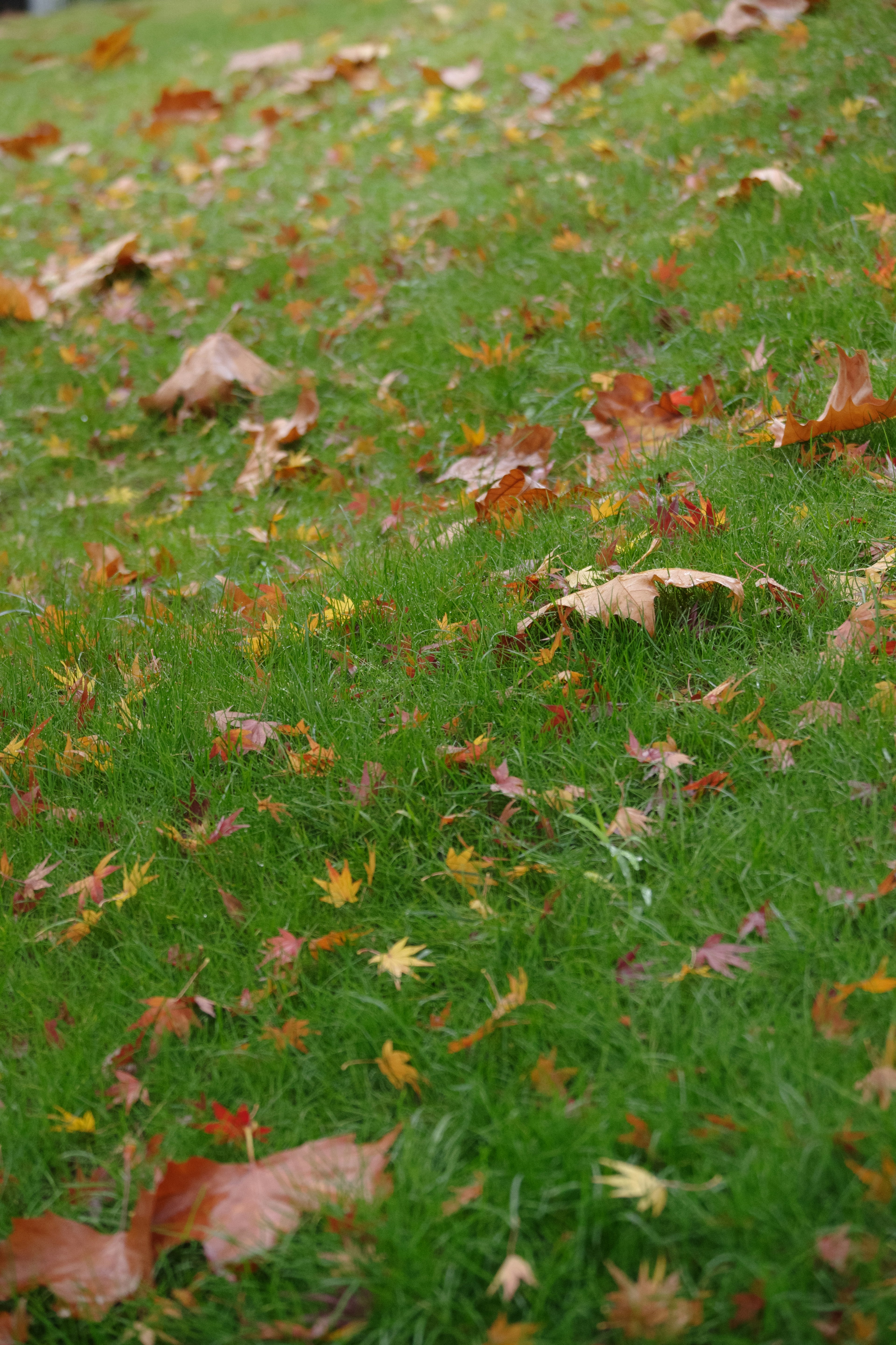 Césped verde esparcido con hojas de otoño y follaje colorido