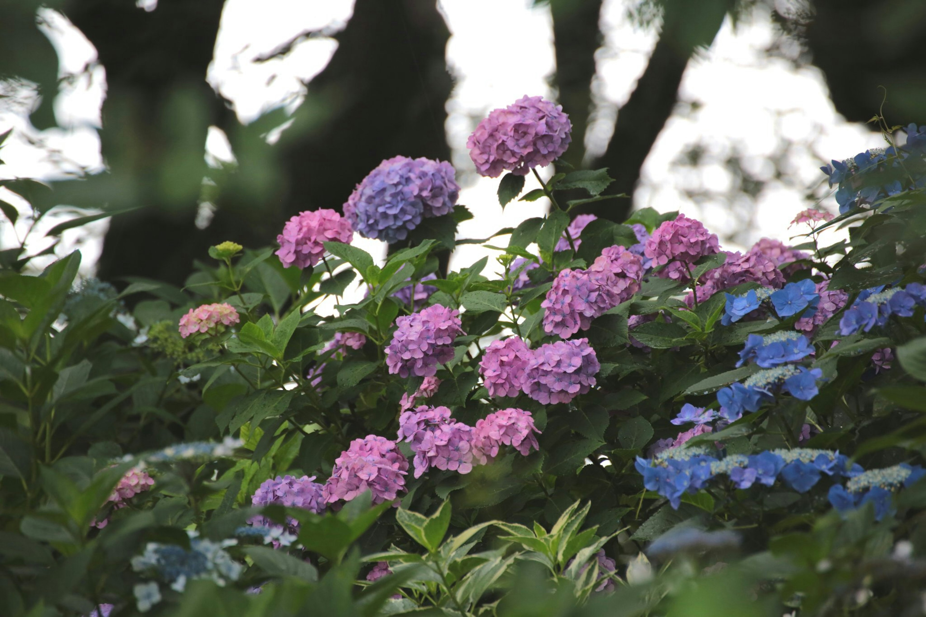 A vibrant display of hydrangeas in shades of pink and blue