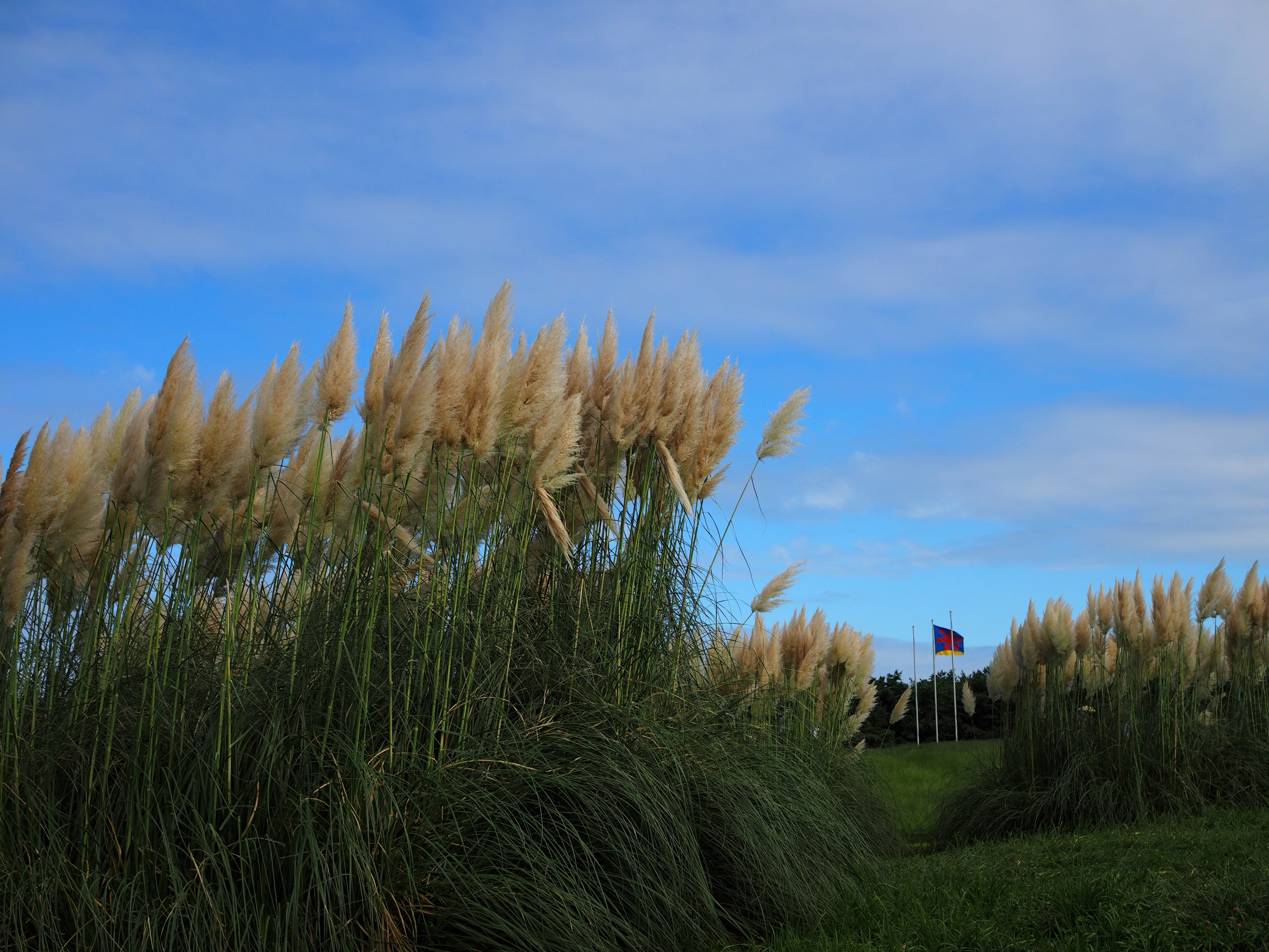 Rumput pampas yang melambai di bawah langit biru dengan bendera di kejauhan