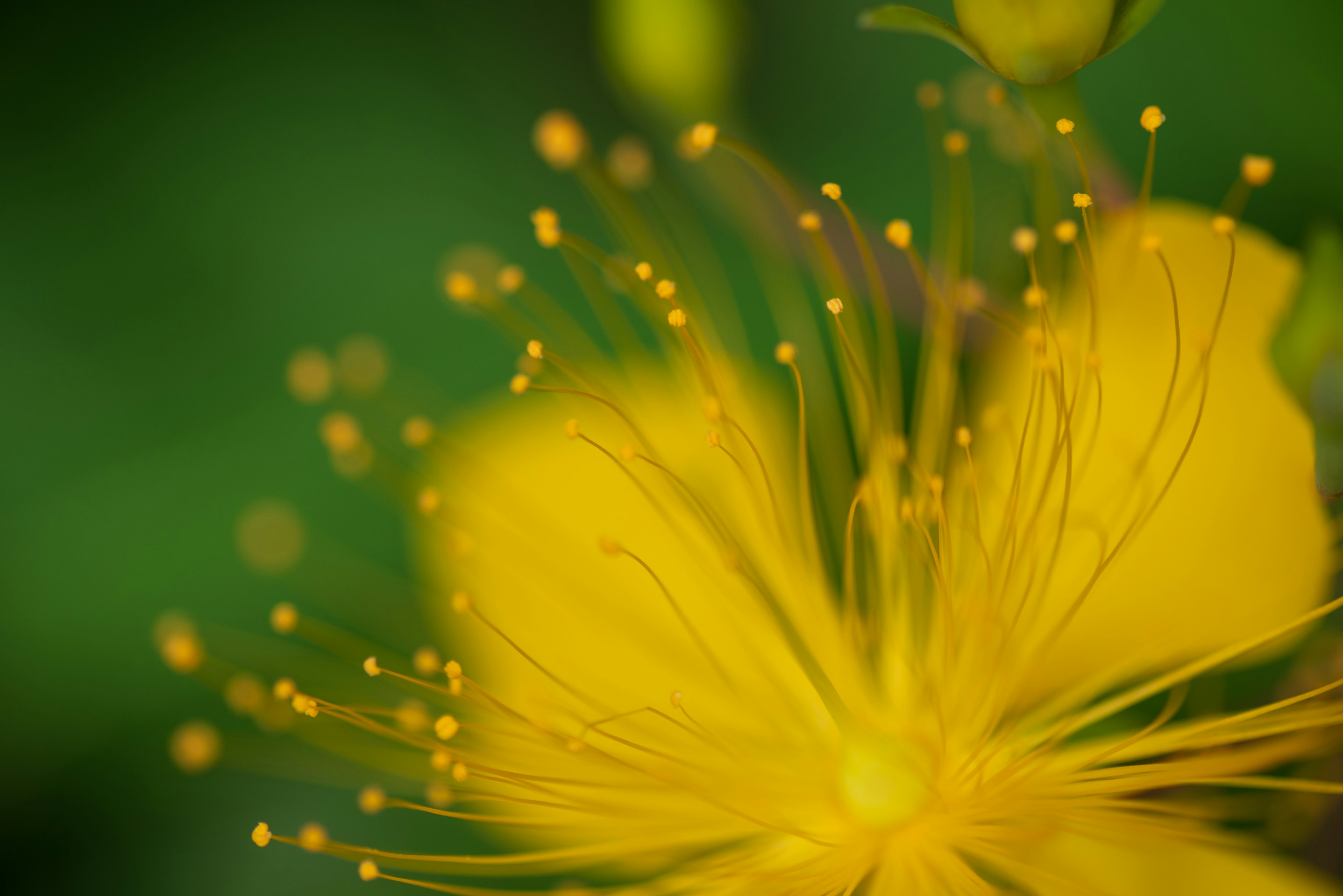 Primer plano de una flor amarilla vibrante con detalles intrincados sobre un fondo verde