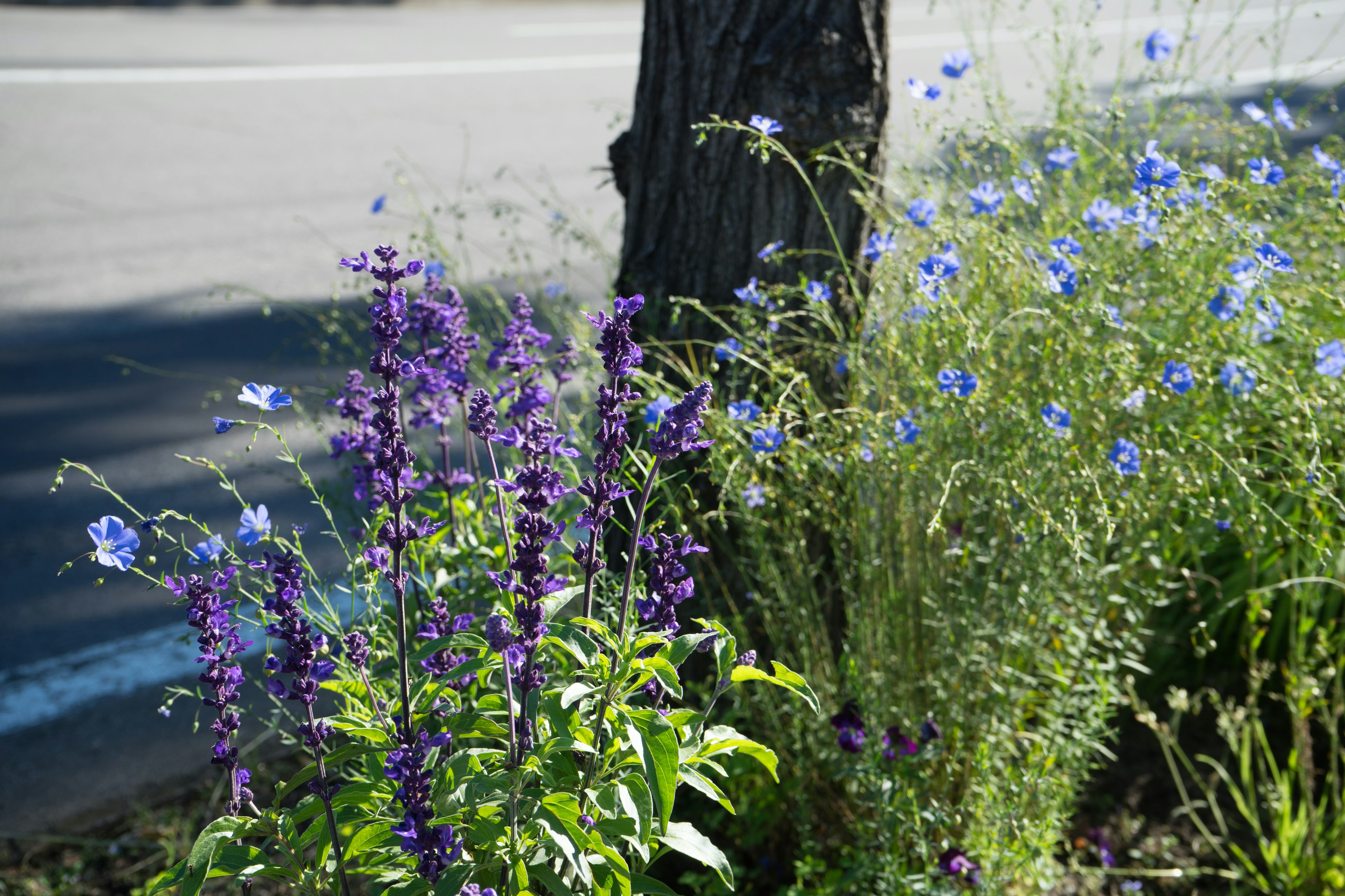 Des fleurs violettes et bleues fleurissant près d'un arbre au bord de la route