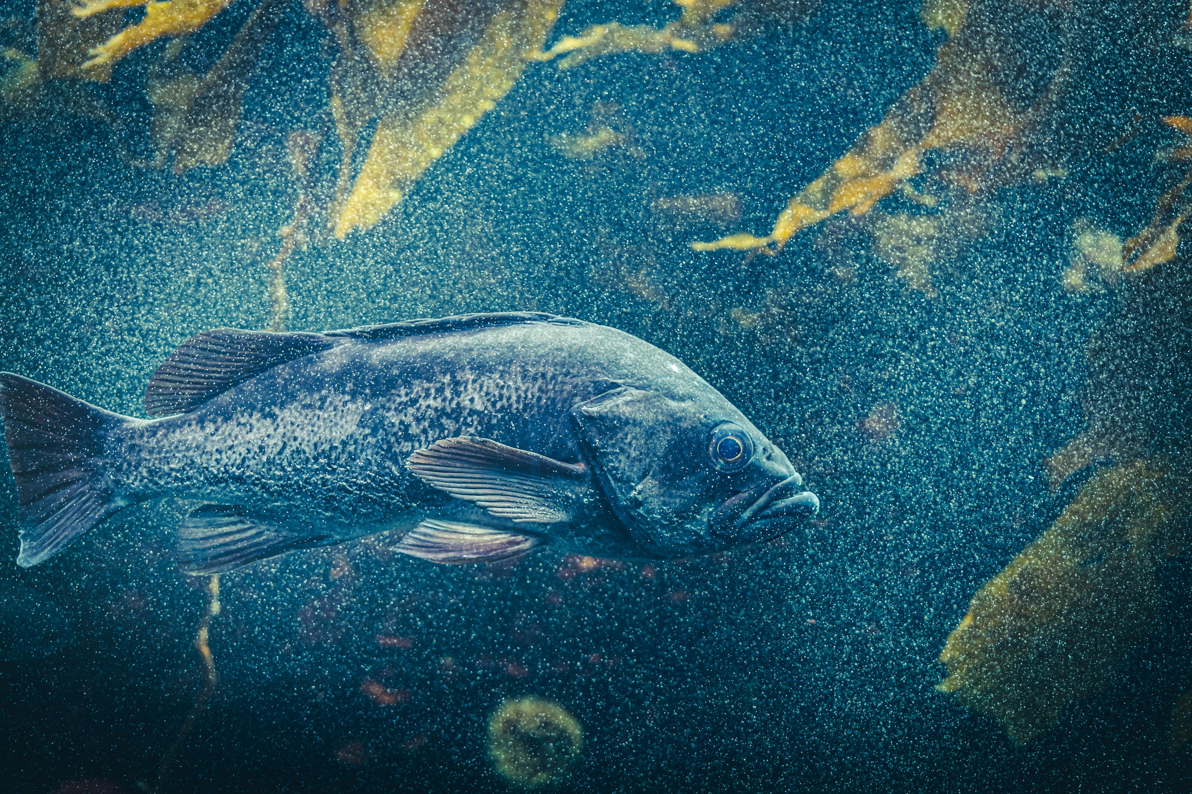 Ein Fisch schwimmt zwischen Unterwasserpflanzen in einer blauen Umgebung