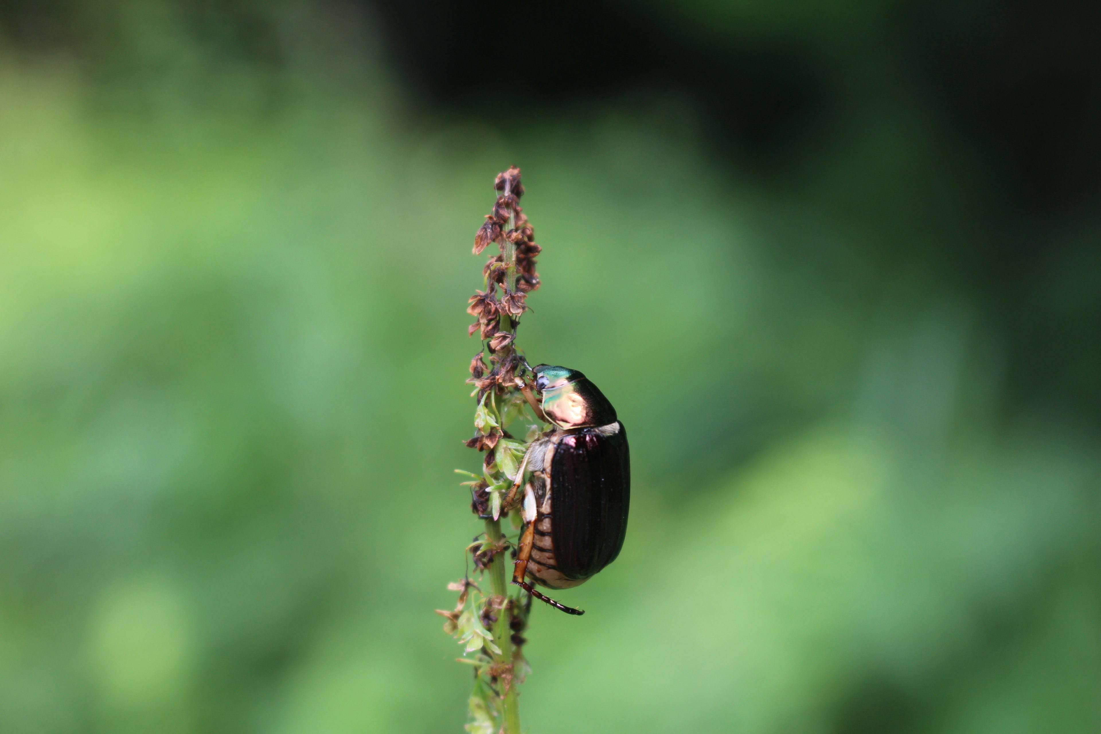 Un petit insecte perché sur une tige de plante avec un fond vert