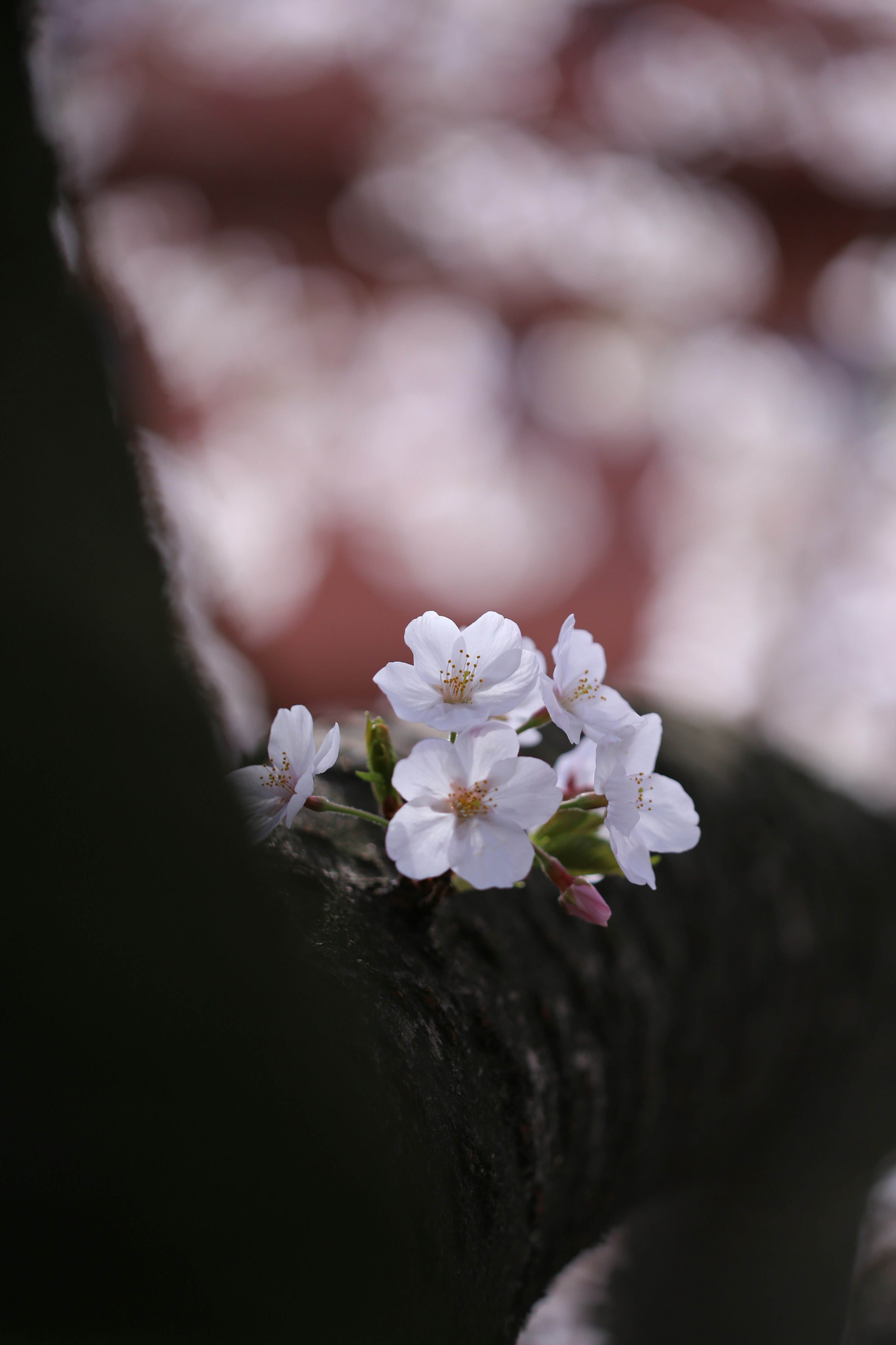 樱花特写在树枝上，背景中散落着花瓣