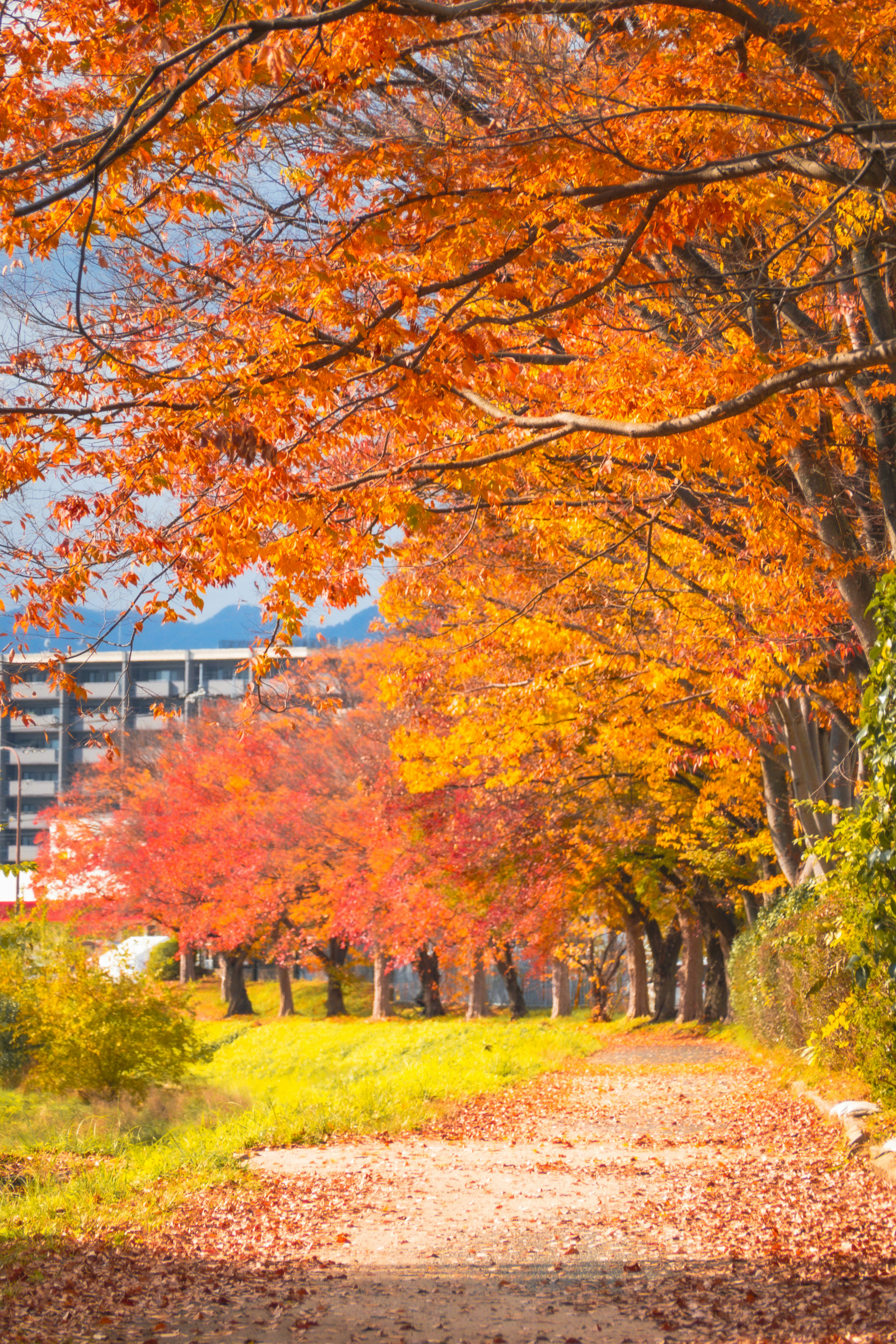 Hojas de otoño vibrantes bordeando un camino con edificios al fondo