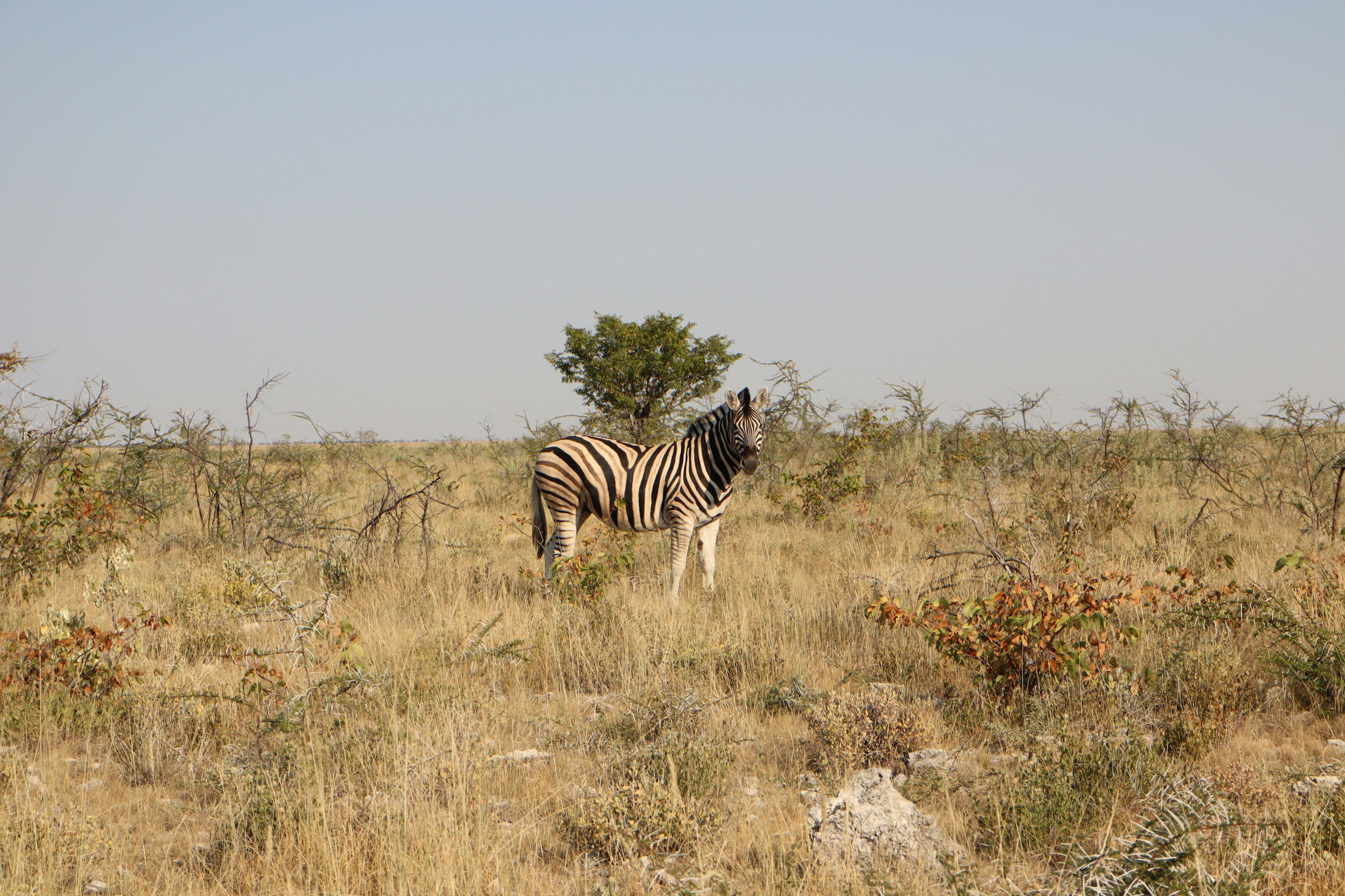 Seekor zebra berdiri di padang rumput luas dengan pohon kecil