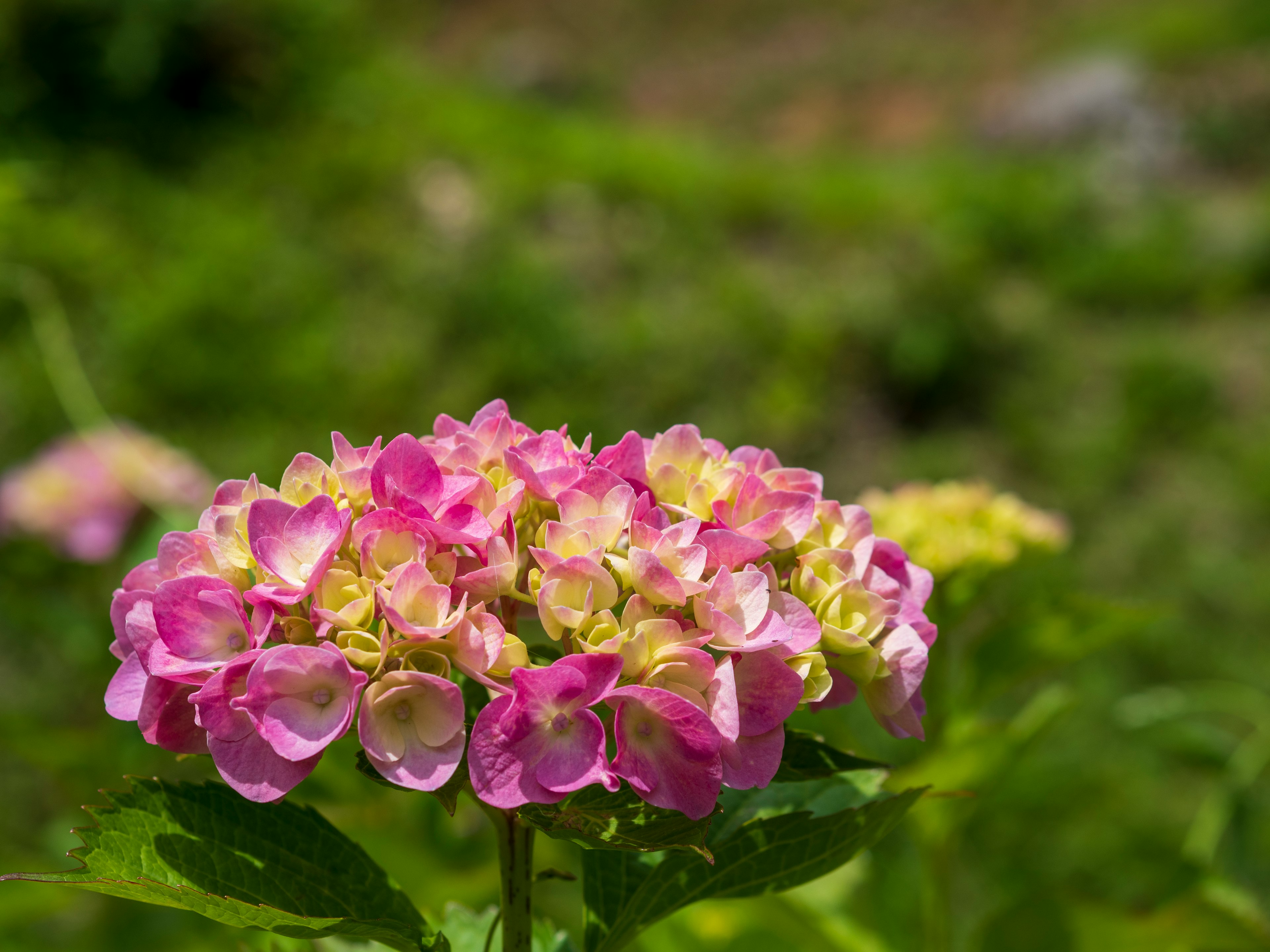 ดอกไฮเดรนเยียสีชมพูและสีเหลืองสดใสกำลังบาน