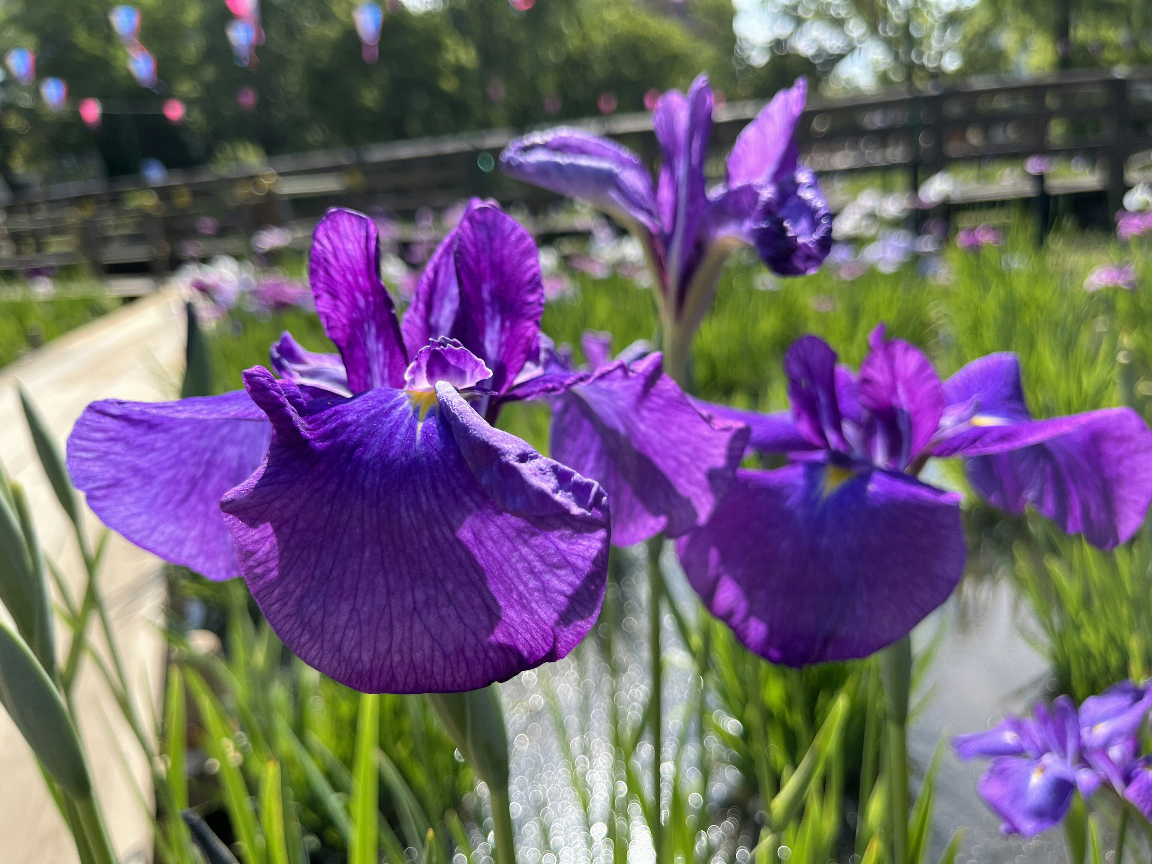 紫色の花が咲いている水辺の風景