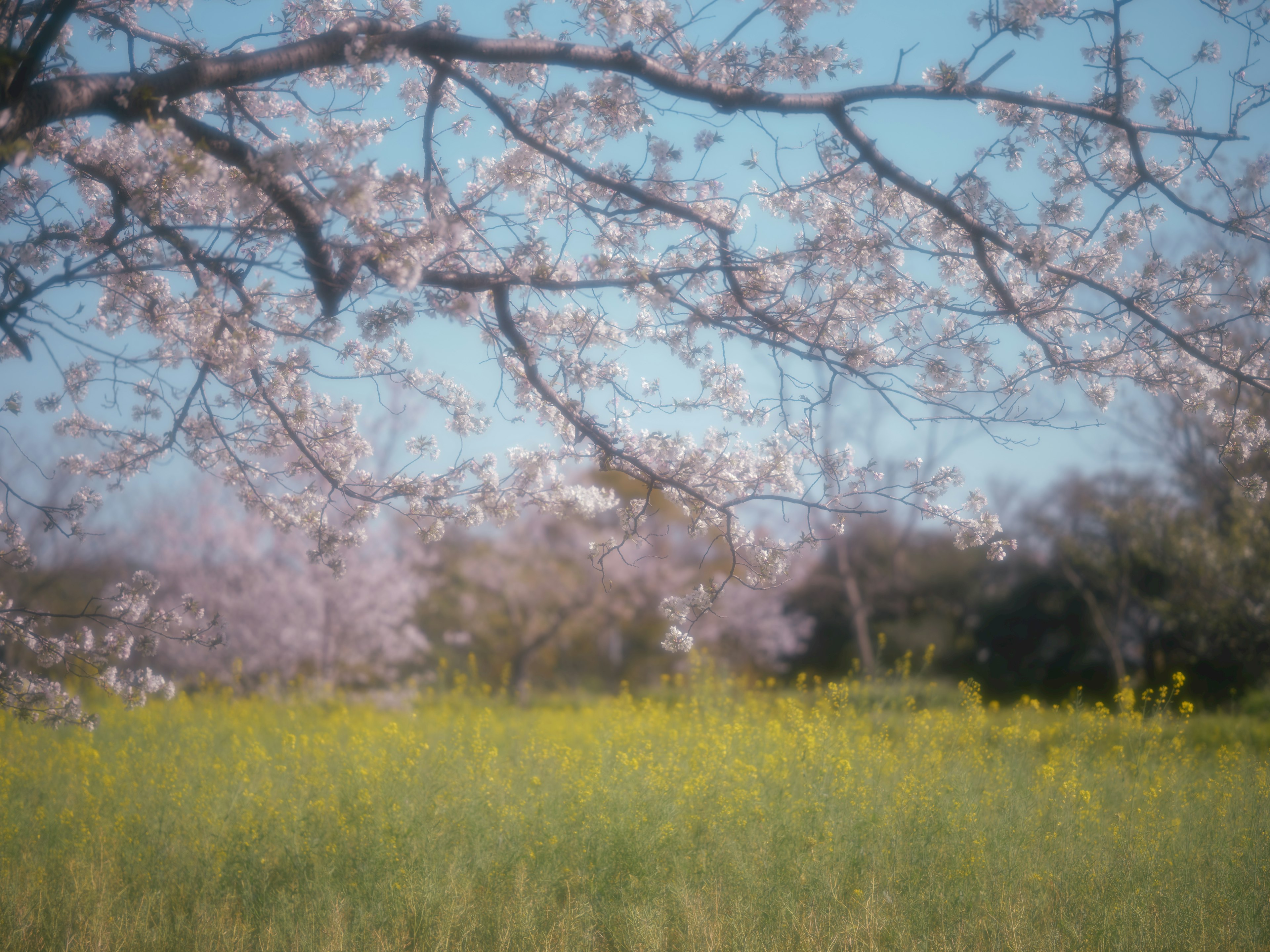 Cabang bunga sakura dengan bunga merah muda di atas ladang bunga kuning