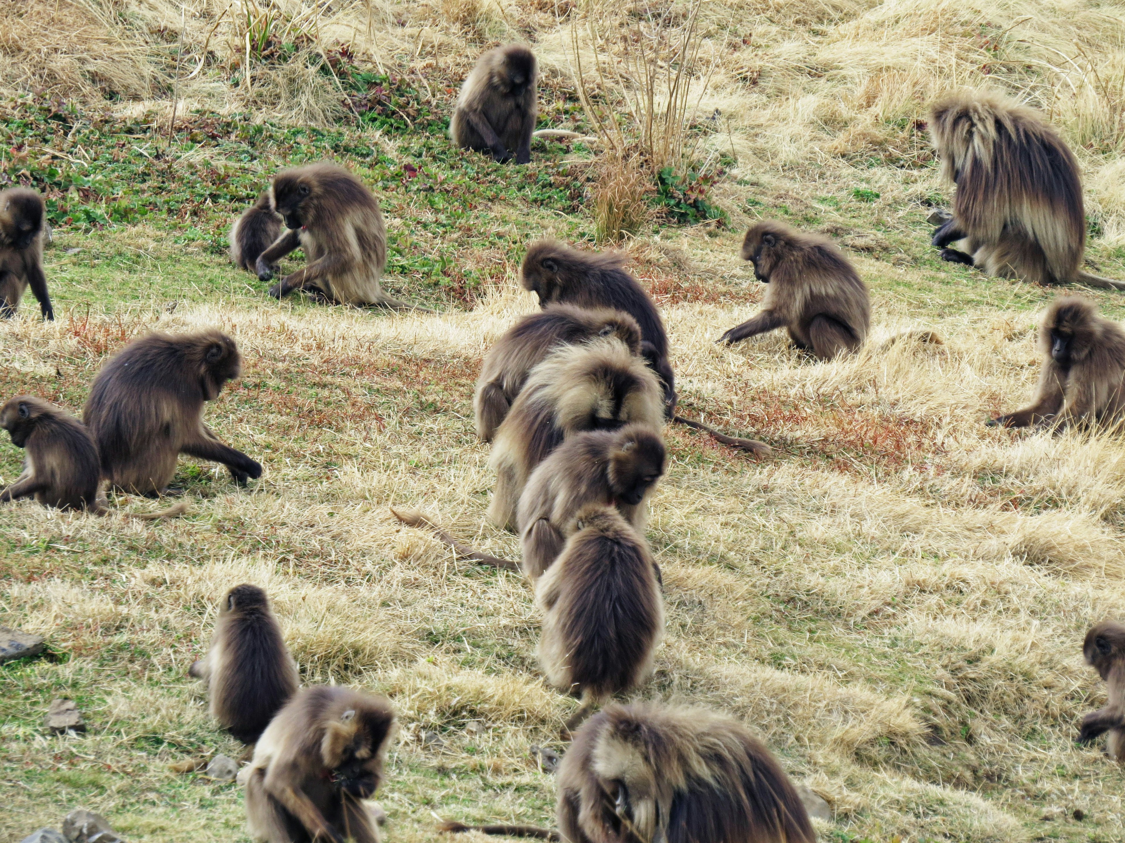 Un grupo de macacos de Berbería jugando en un área de hierba