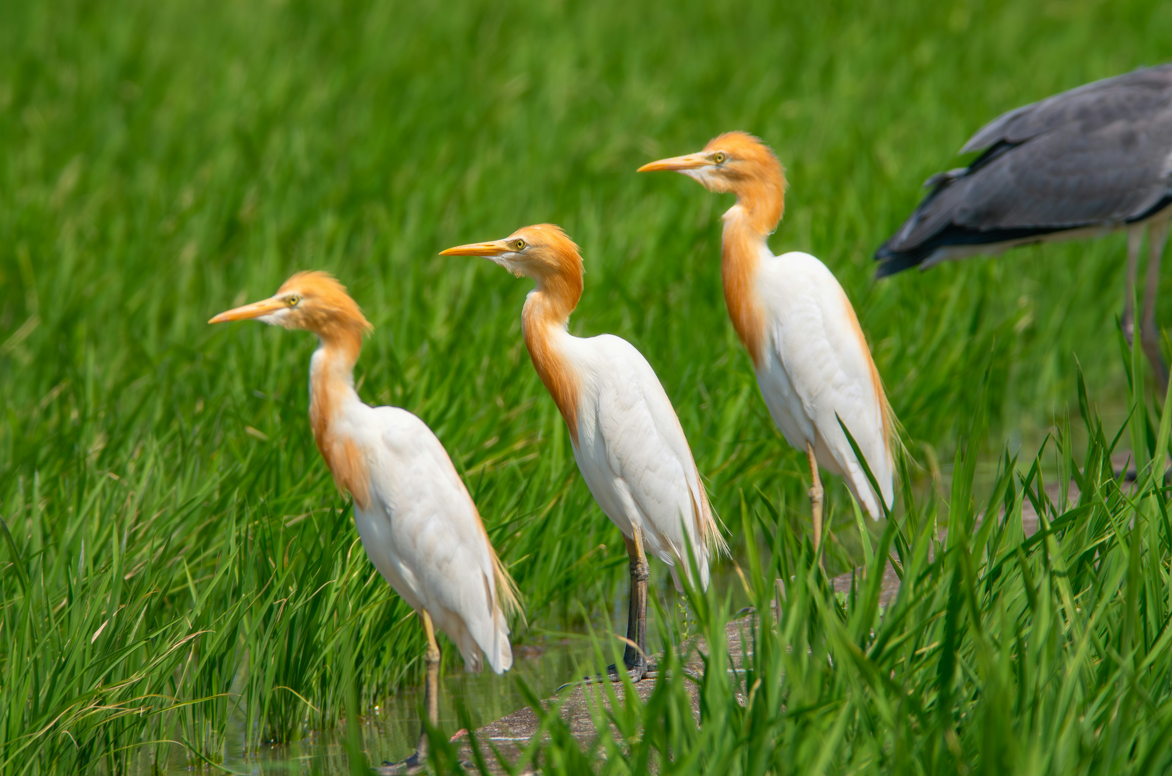 Un groupe d'oiseaux blancs avec des têtes orange se tenant dans des champs de riz verts