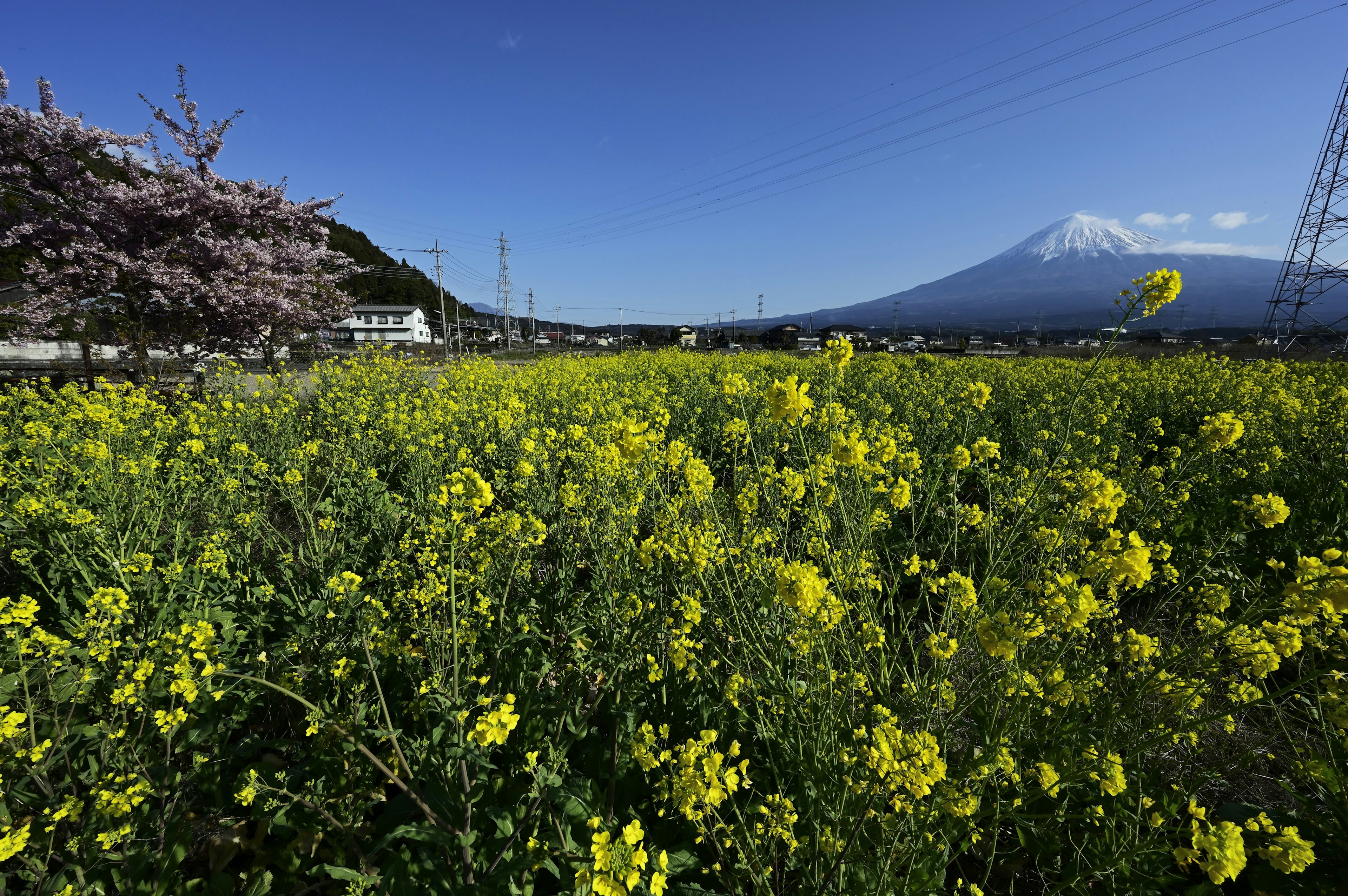 山の背景に広がる菜の花畑と桜の木