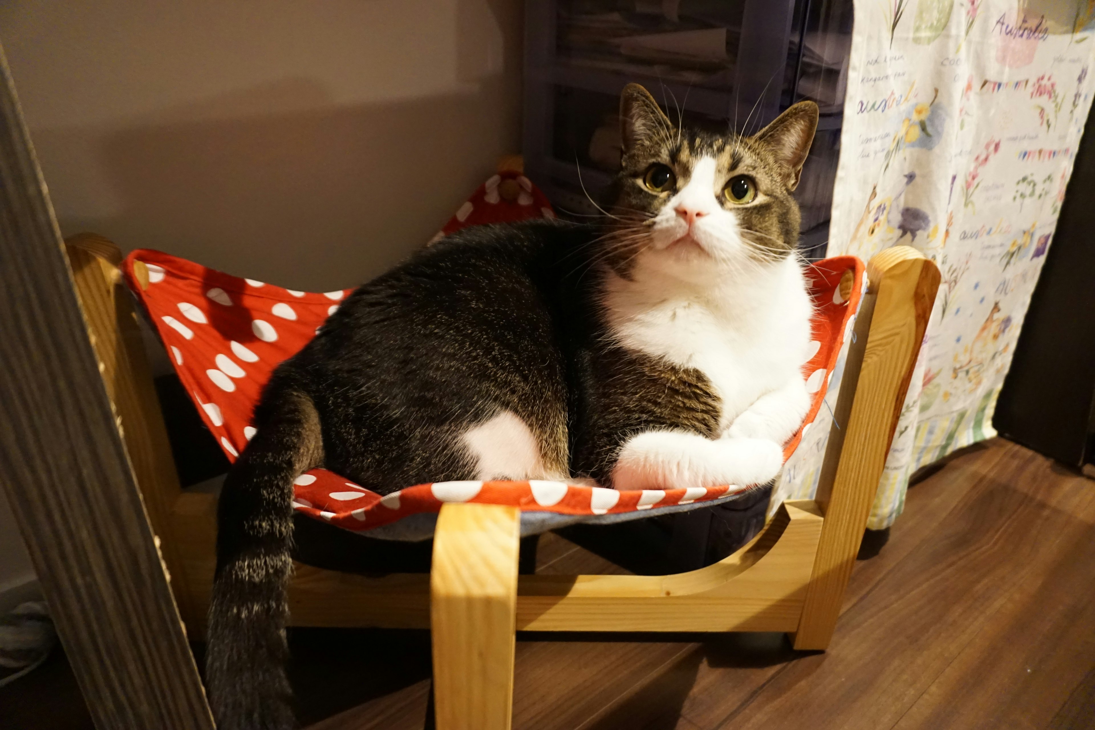 Un gato descansando en un cojín de lunares rojos en una cama para gatos de madera