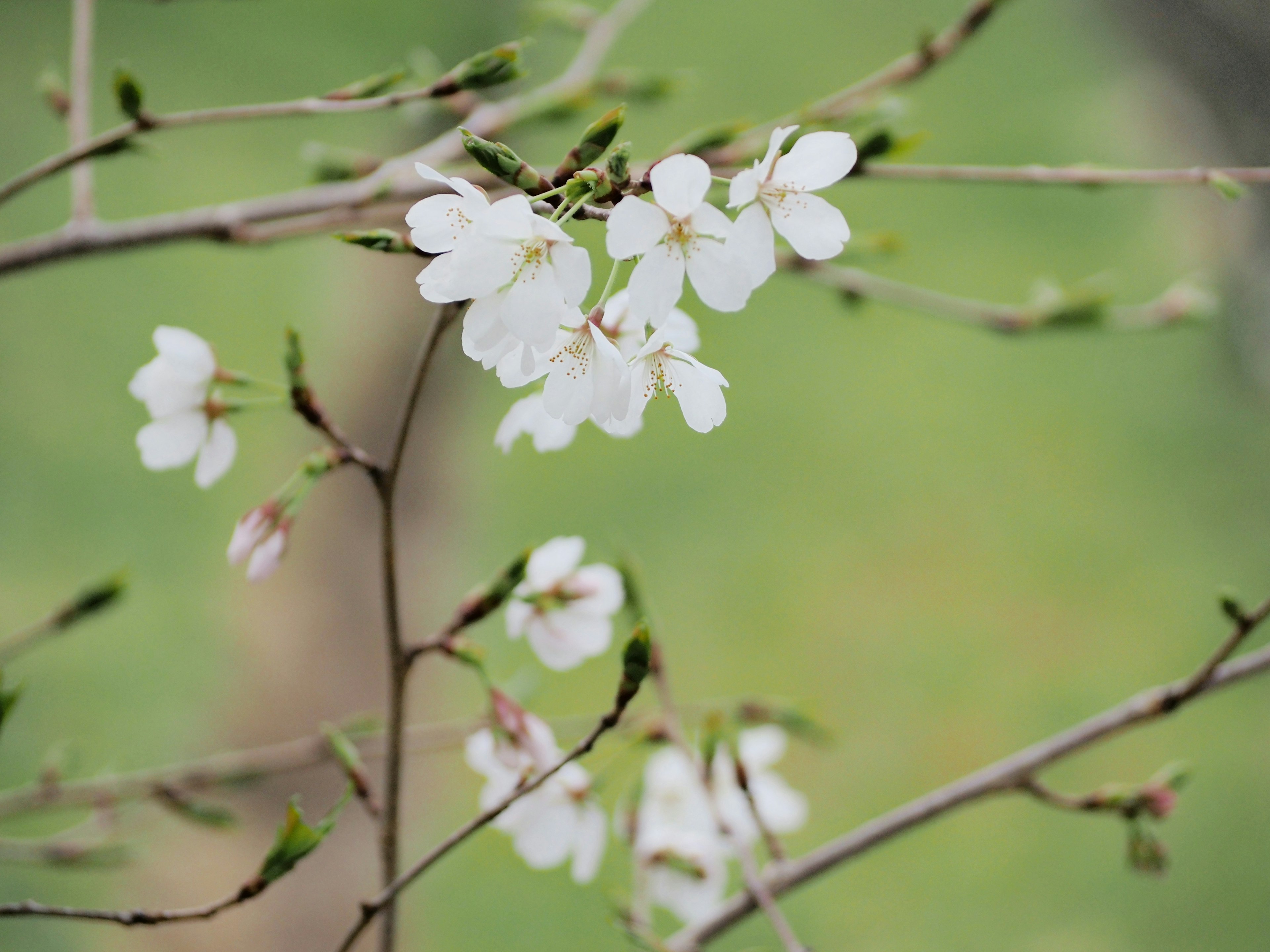 Primer plano de flores de cerezo blancas en una rama con fondo verde