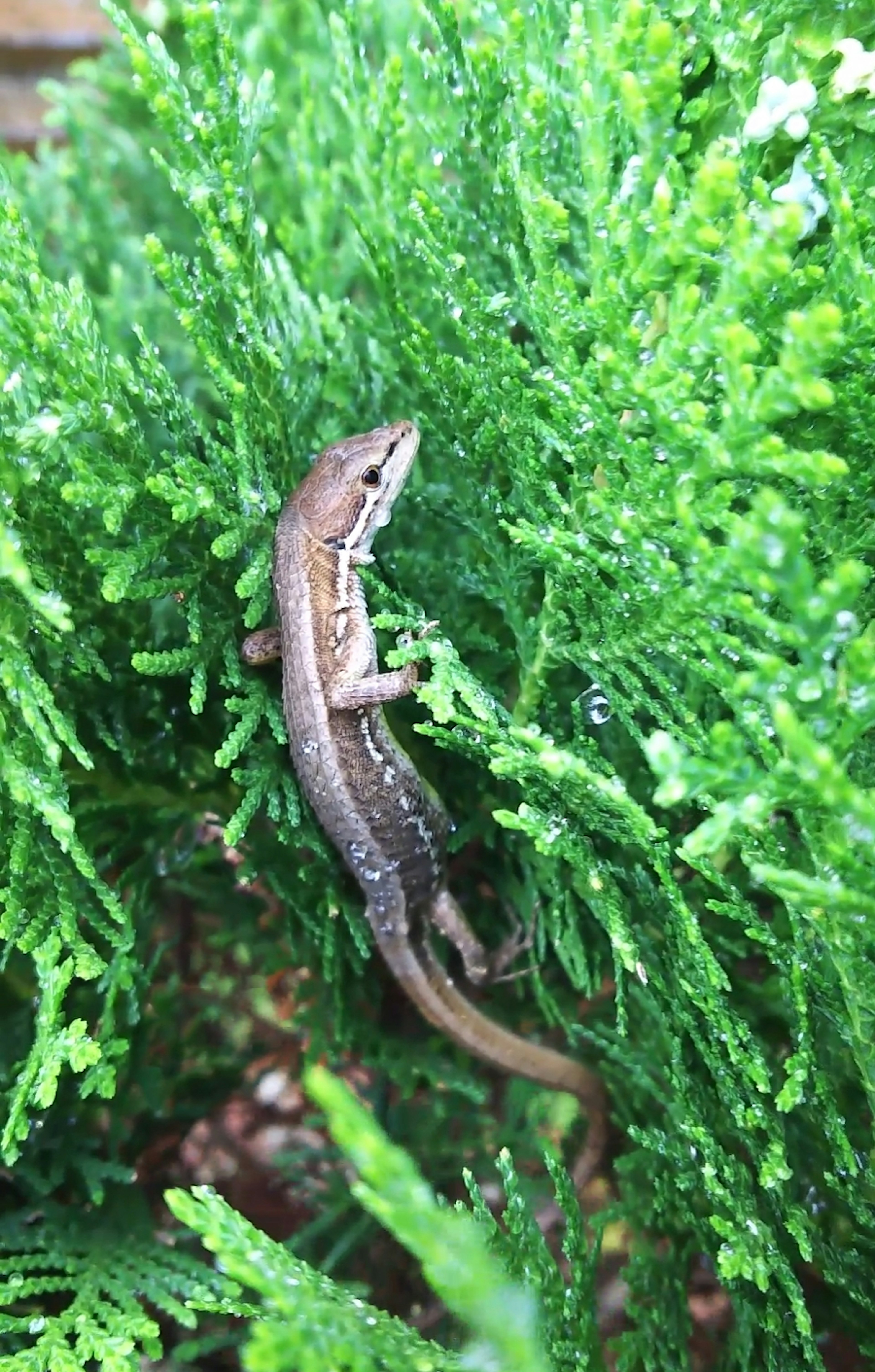 Close-up of a small lizard among green foliage