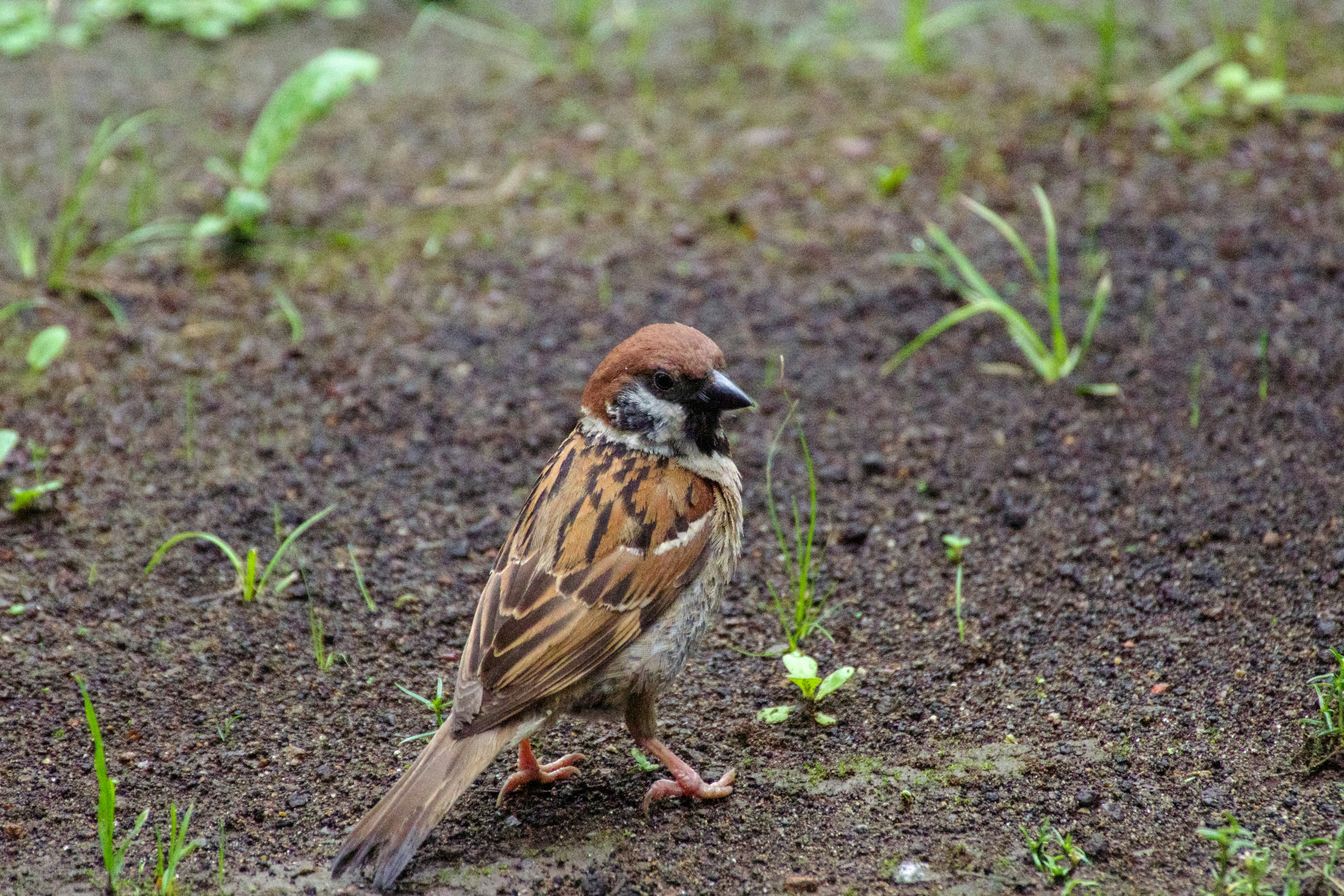 Ein kleiner Spatz steht auf dem Boden