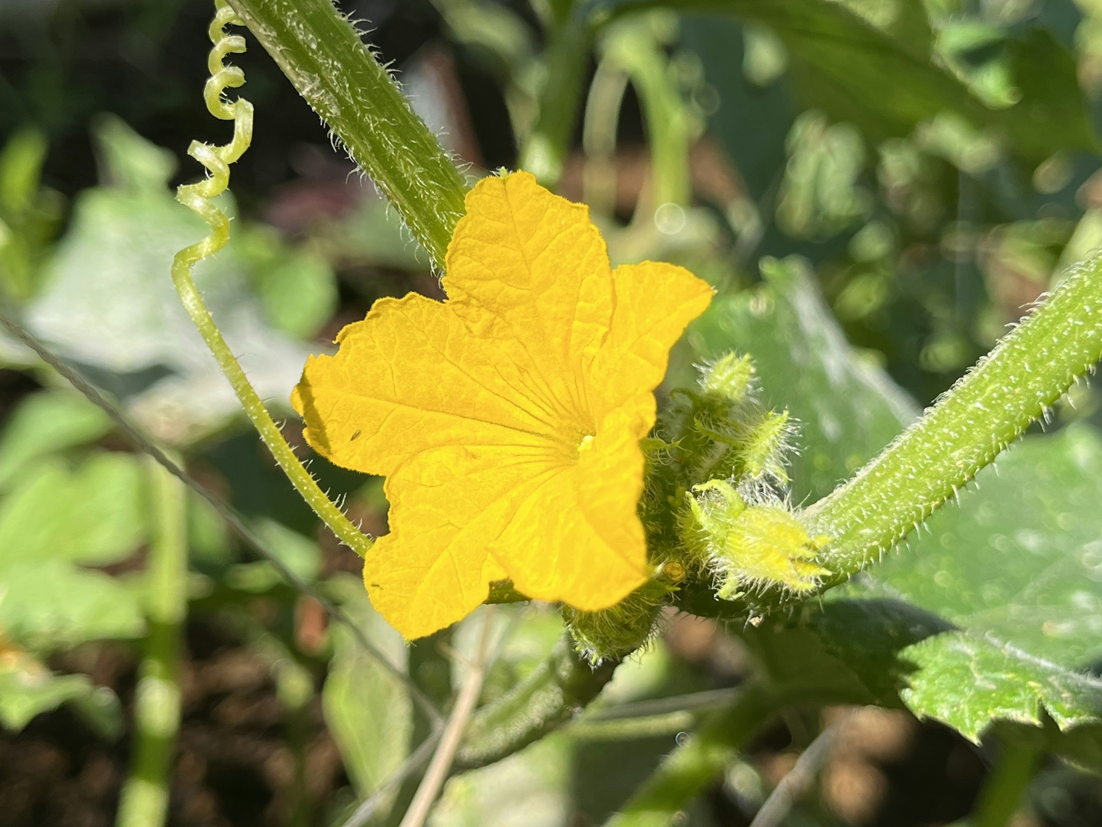 Gelbe Gurkenblüte, die zwischen grünen Blättern blüht