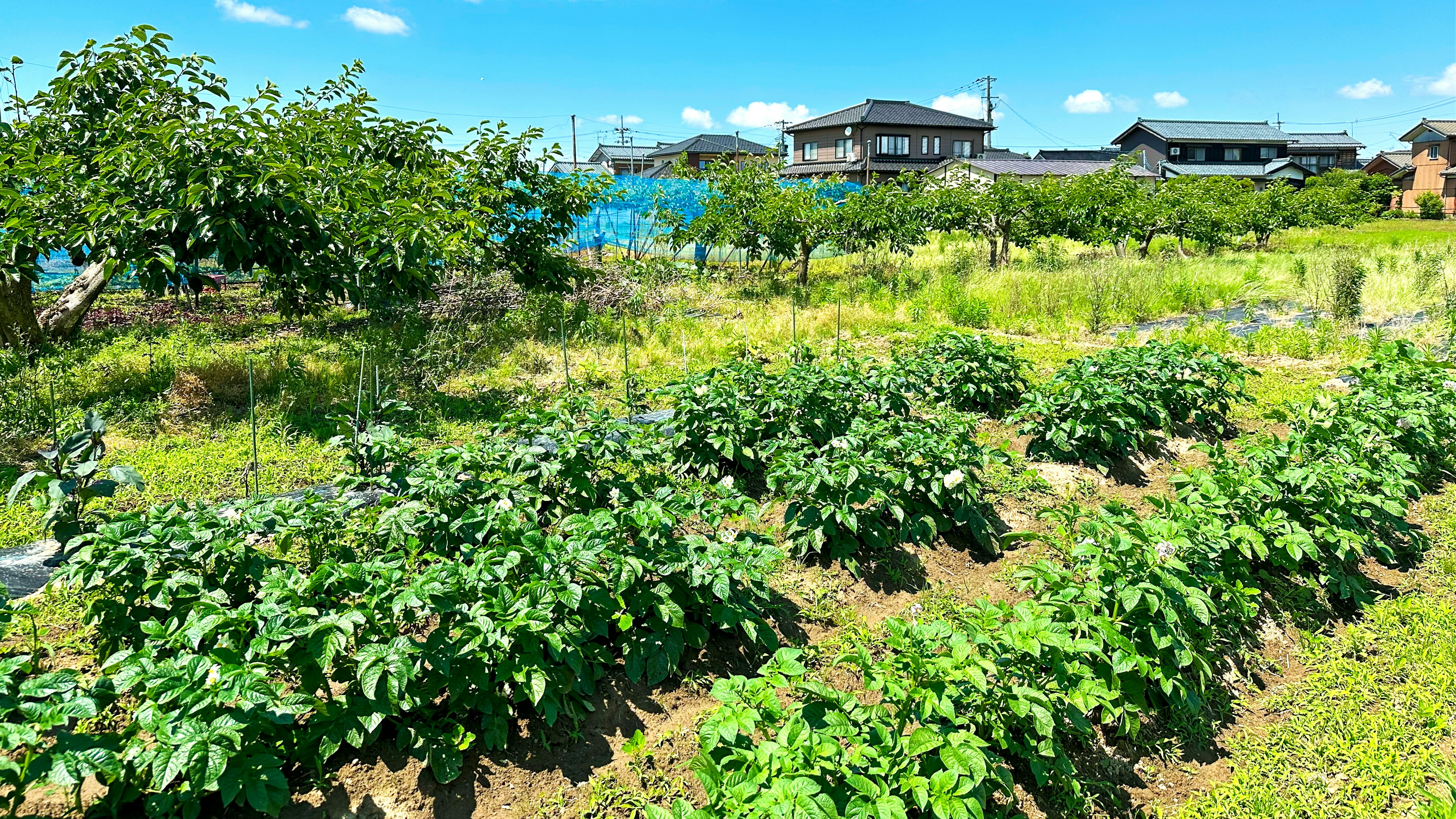 藍天與綠色田野的風景，背景有房屋