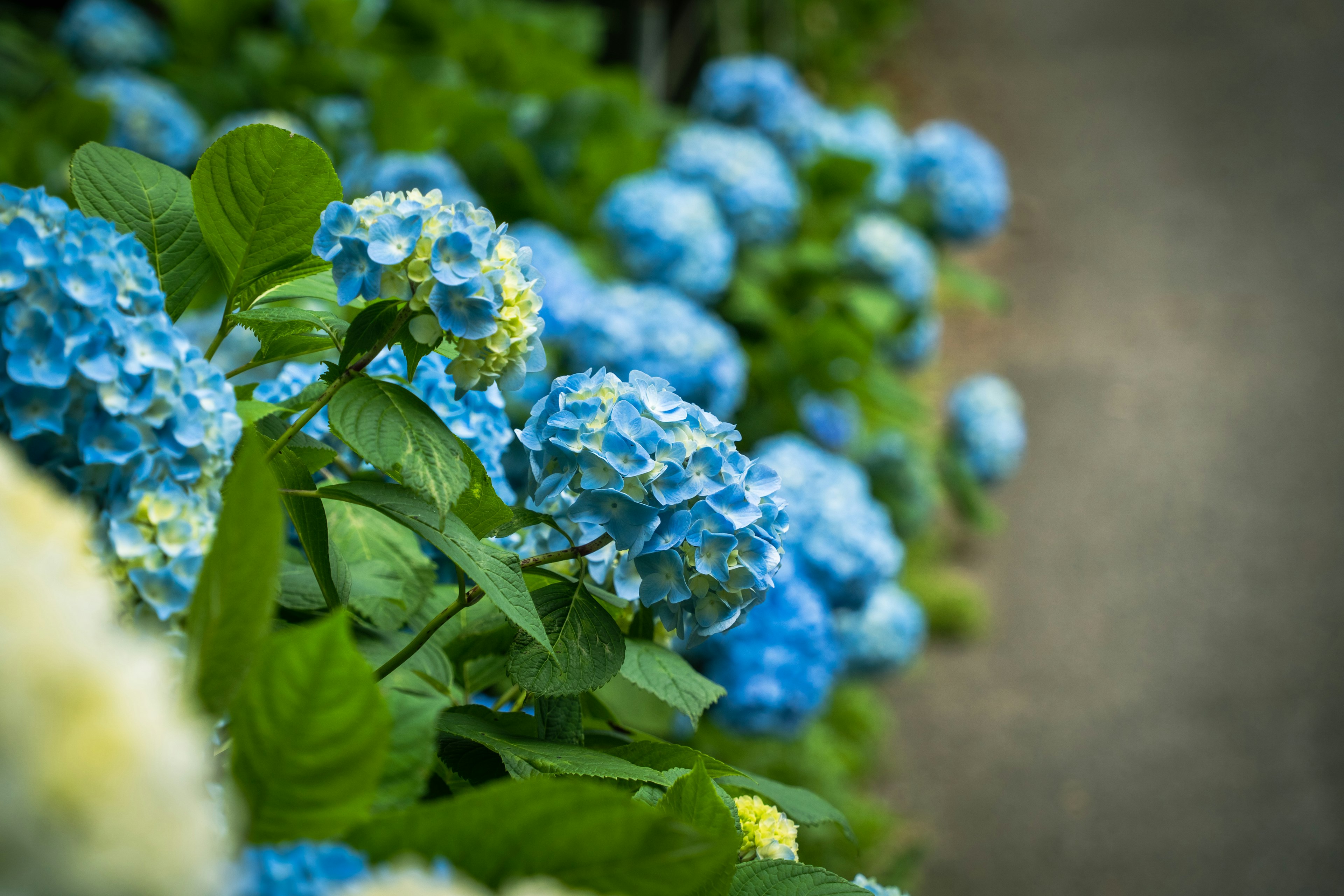 Taman subur dengan bunga hydrangea biru yang mekar dan daun hijau