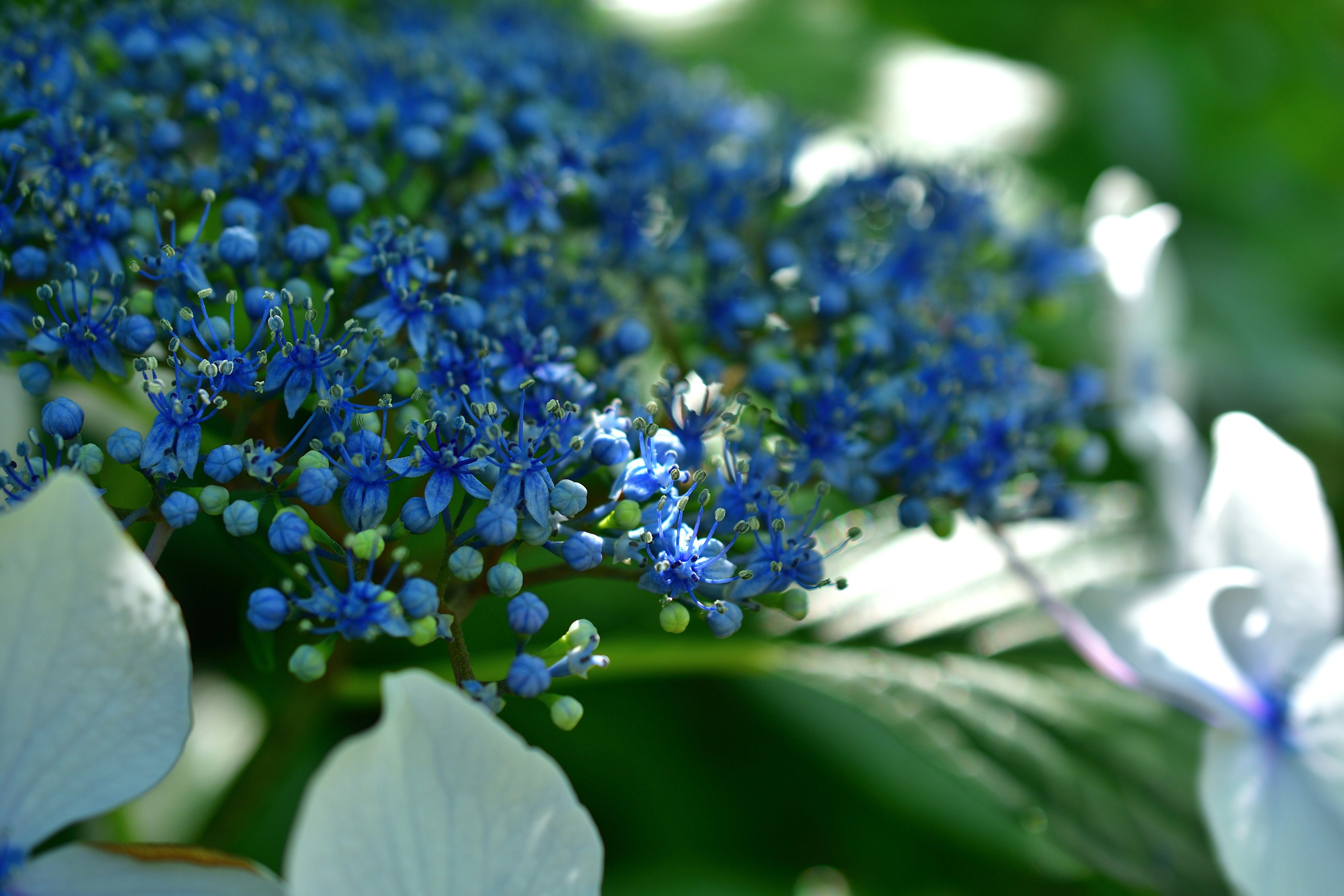 Close-up tanaman indah dengan bunga biru dan putih