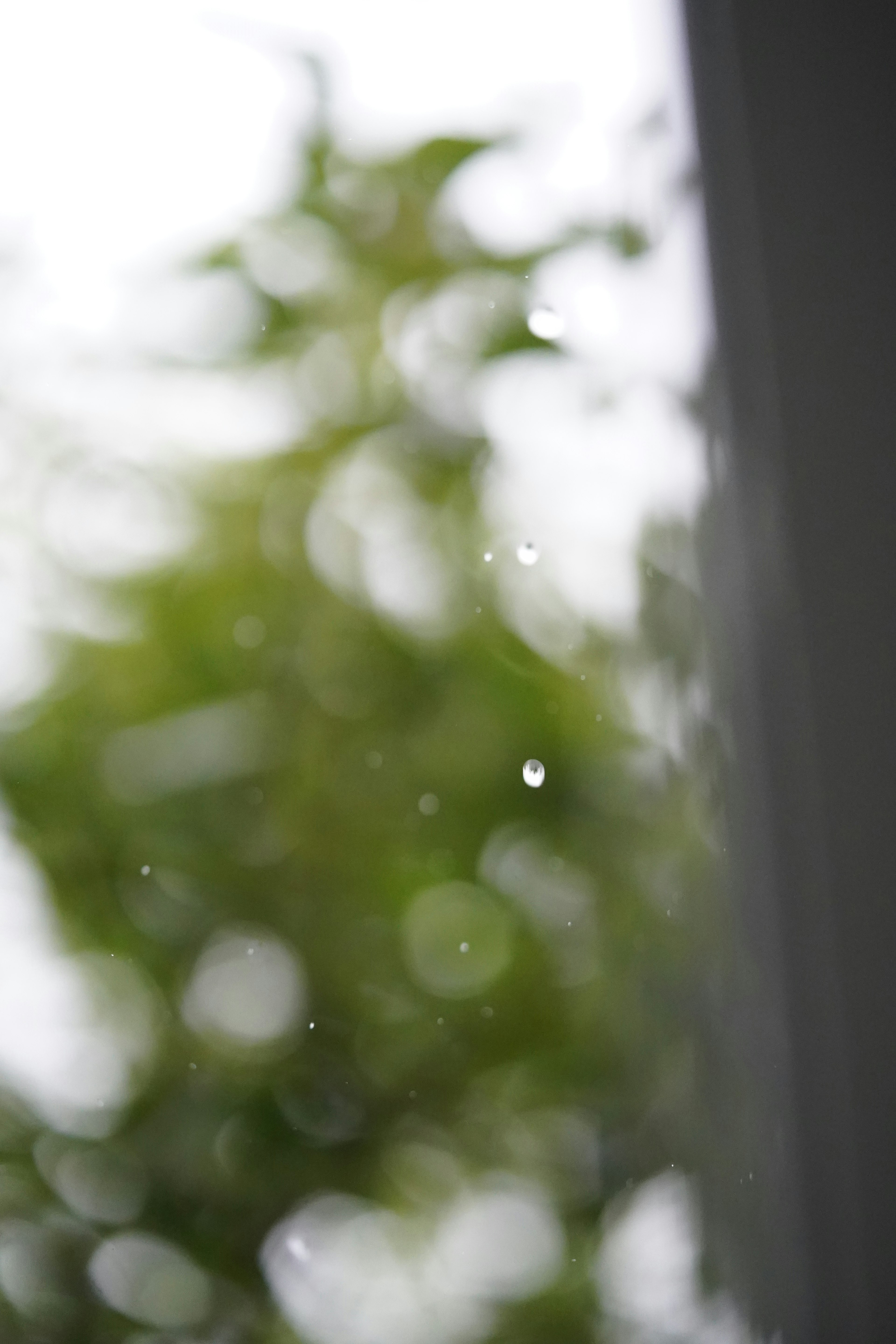 雨滴が窓に落ちている緑の背景