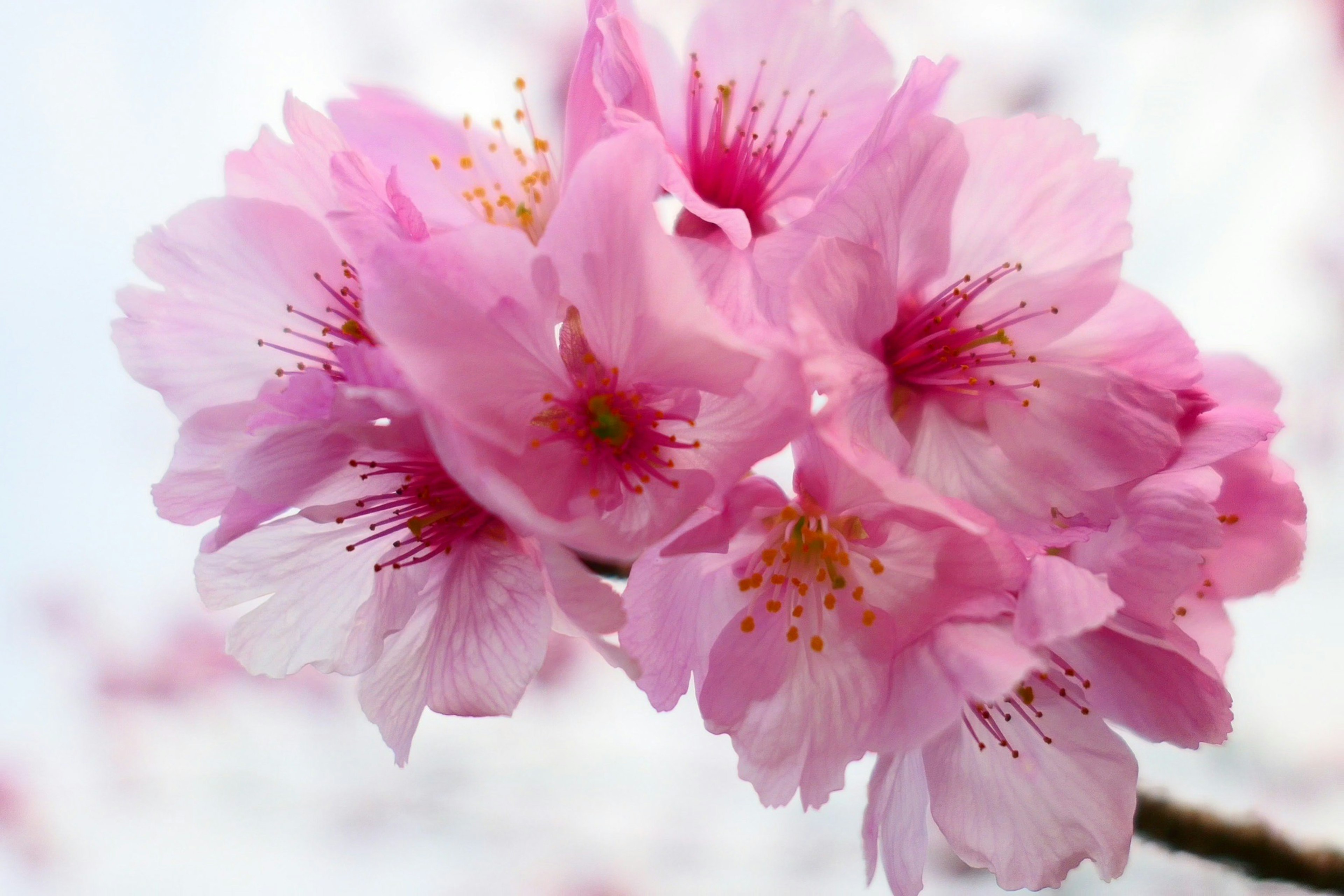 Schönes Bild von blühenden Kirschblüten