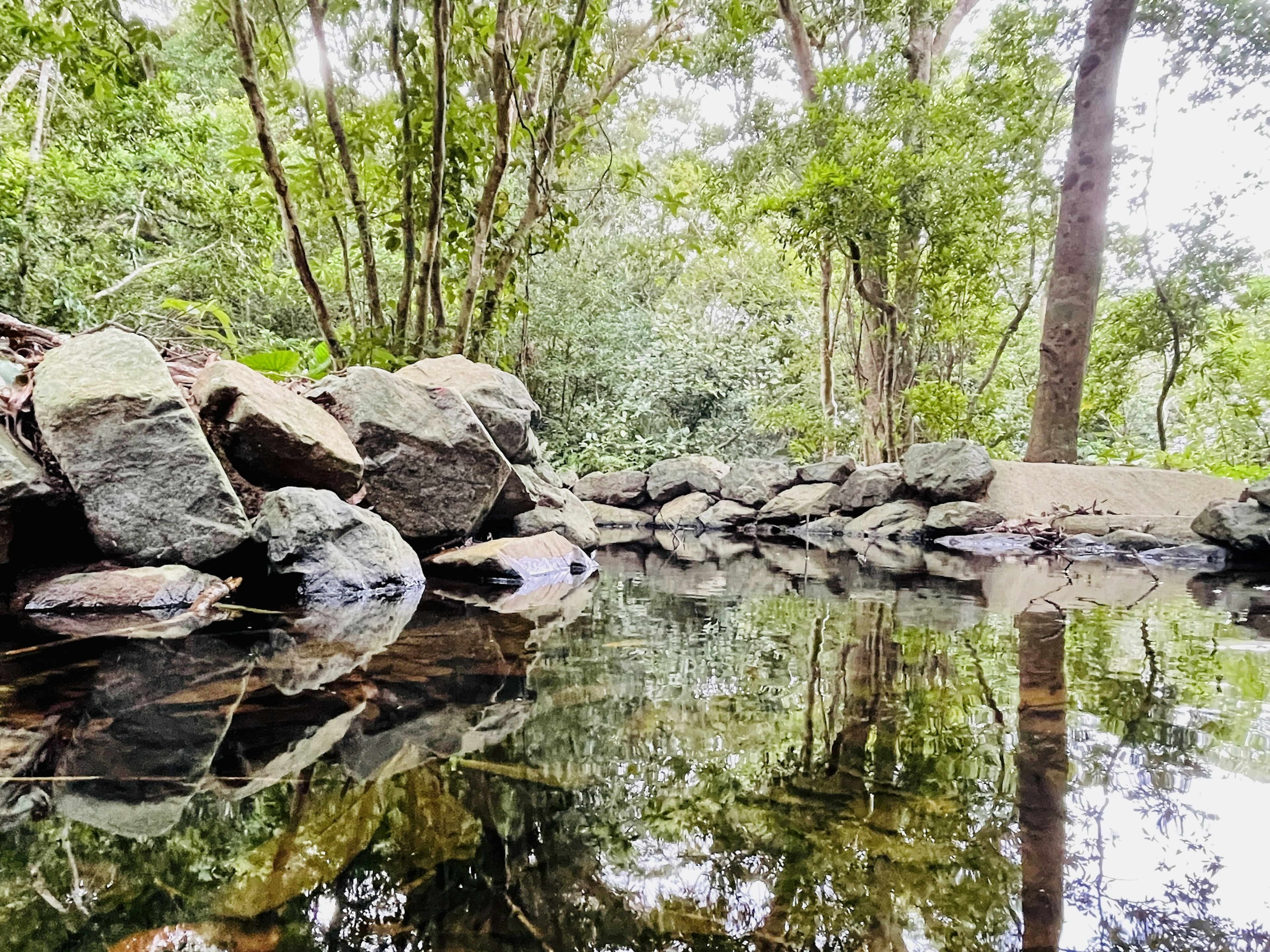 Reflexion eines üppigen Waldes und einer Steinmauer im ruhigen Wasser